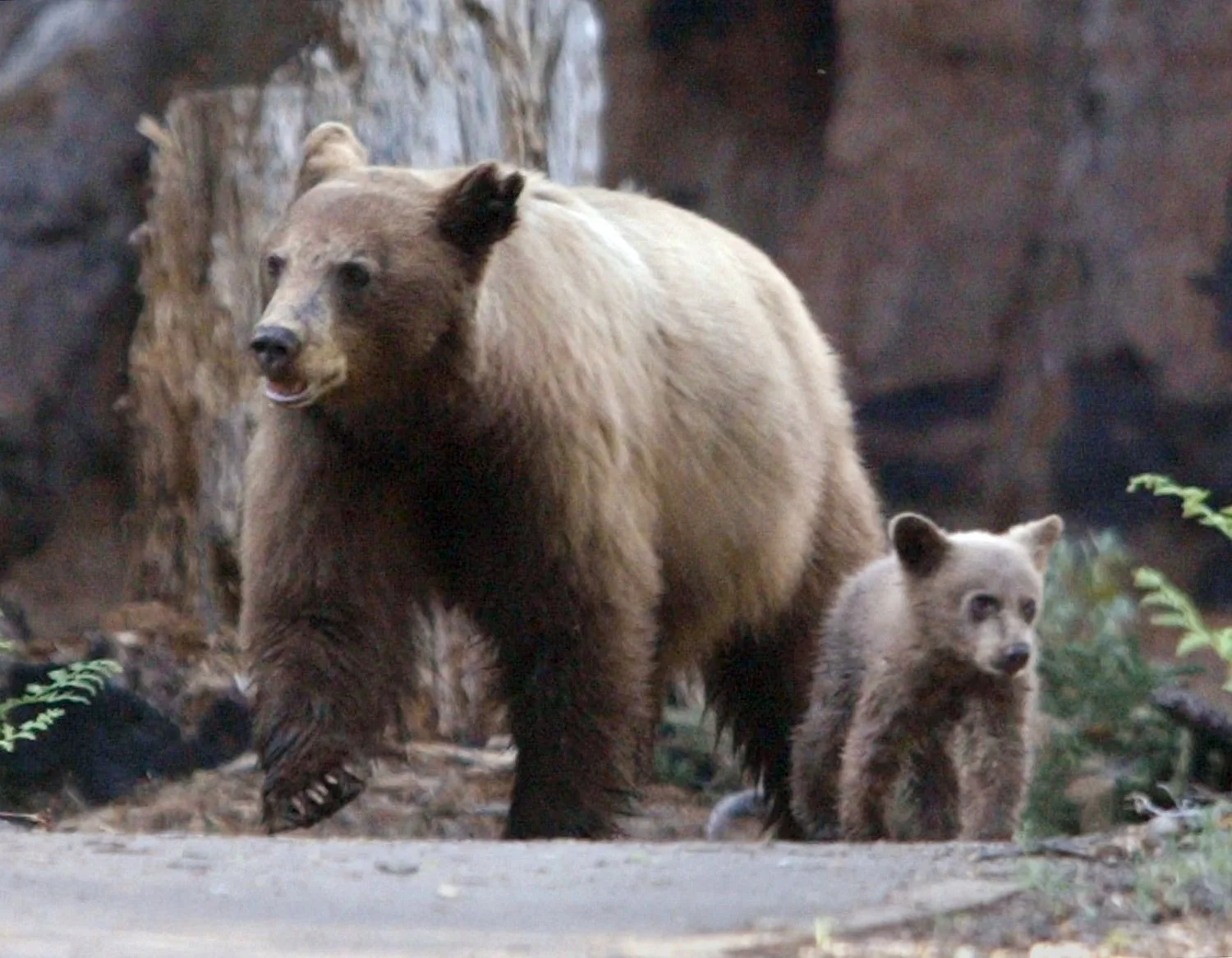 MTD CEK BEAR TECH5.JPG