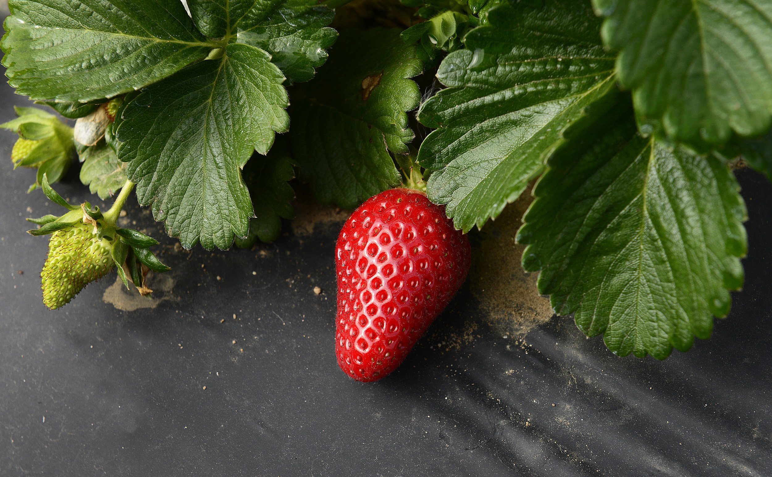 CEK_food_strawberry_0318_1.JPG