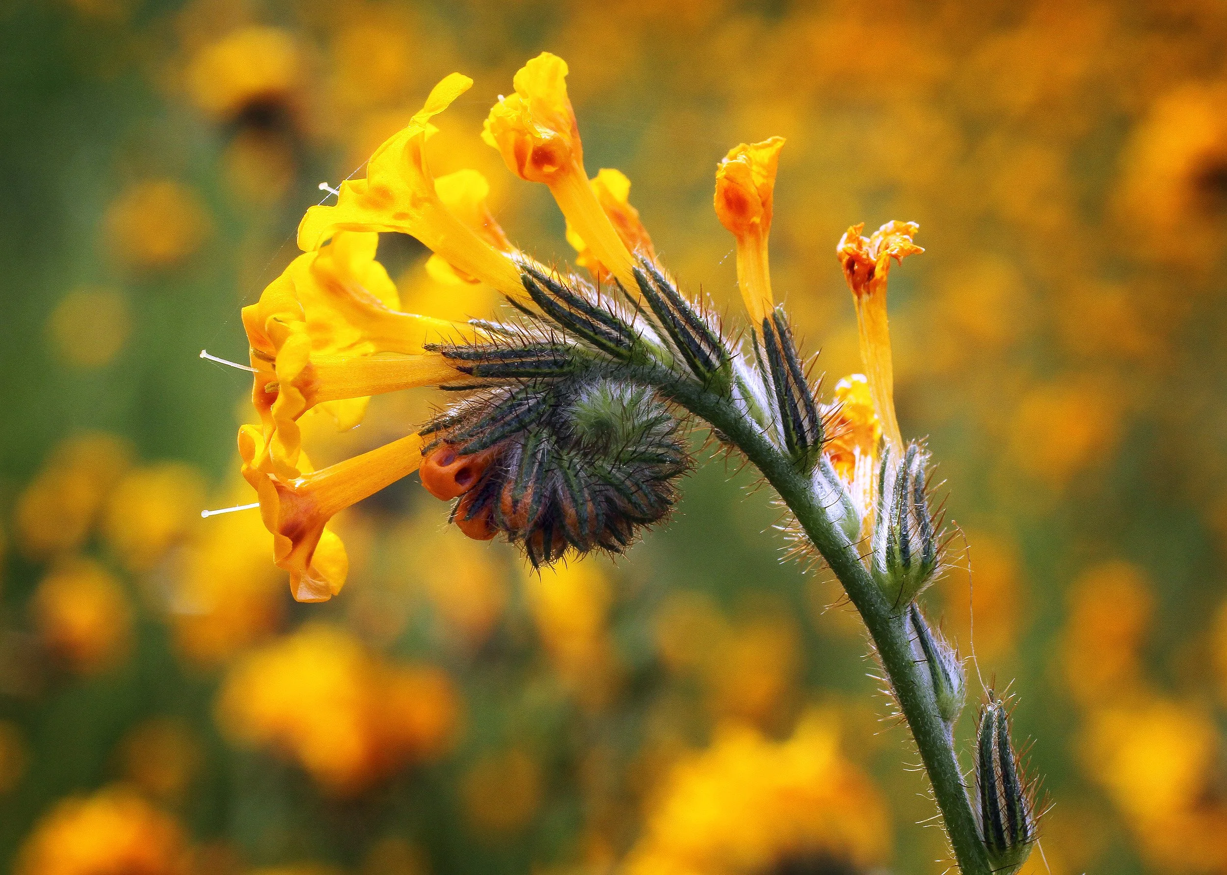 CEK-WILDFLOWERS-03.JPG