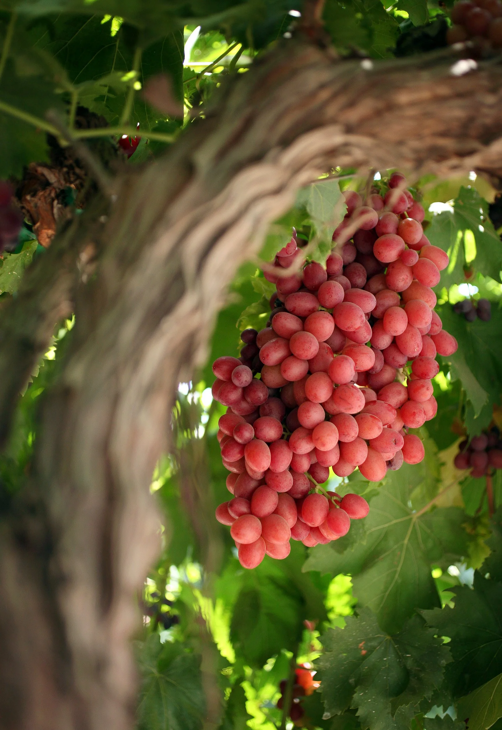 CEK GRAPES 01.JPG