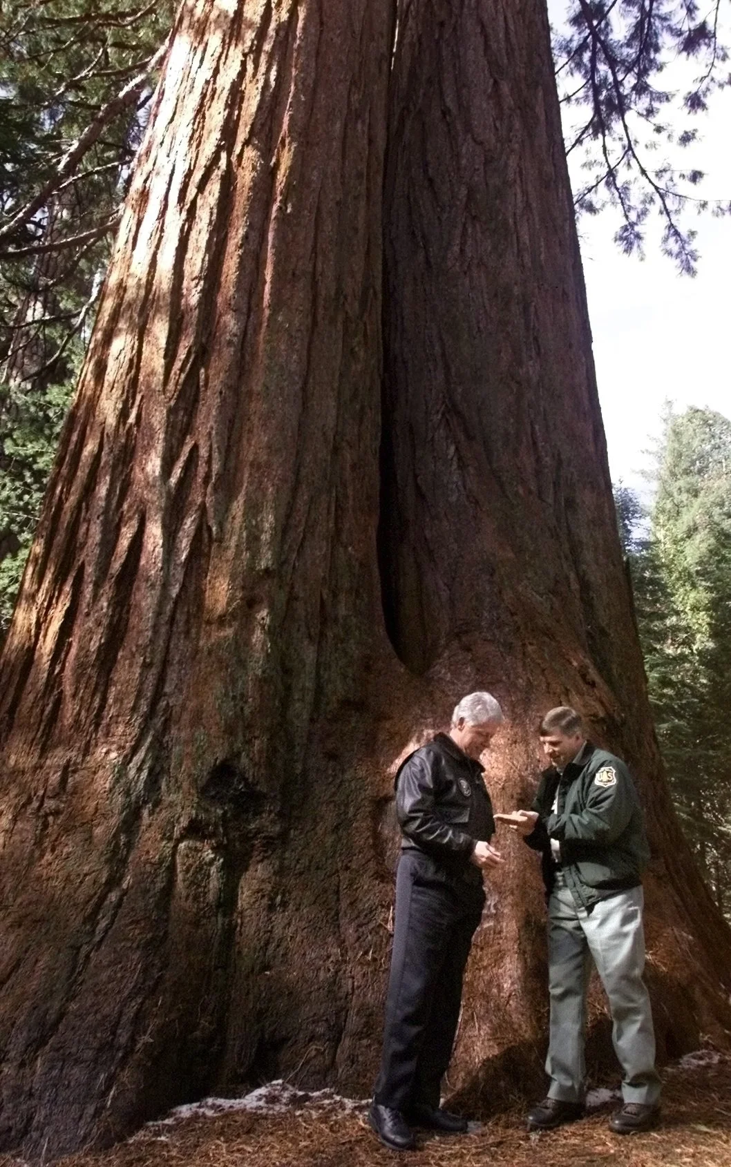 MTD CEK CLINTON TREE2.JPG