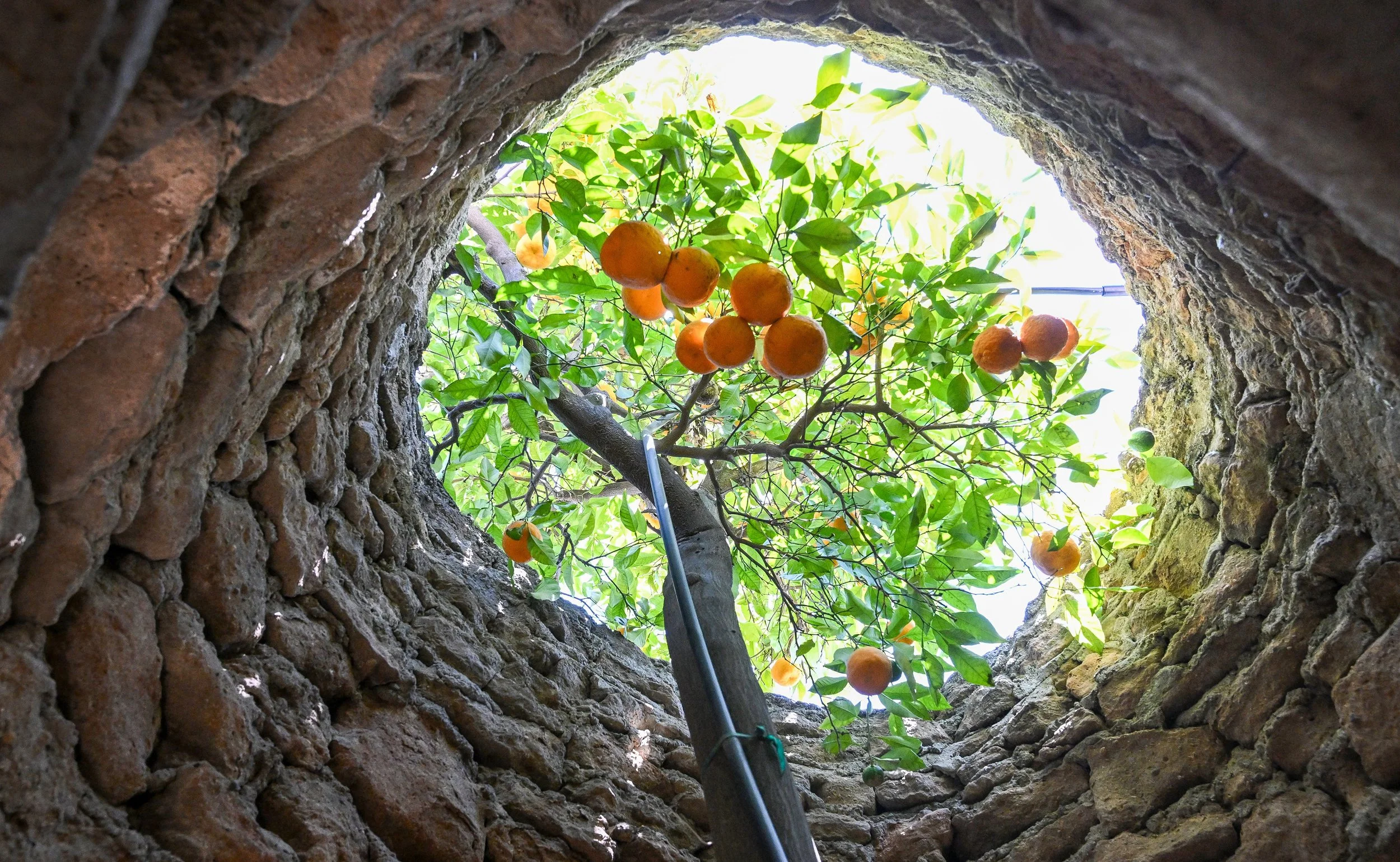 FRS_forestiereundergroundgardens_2.JPG