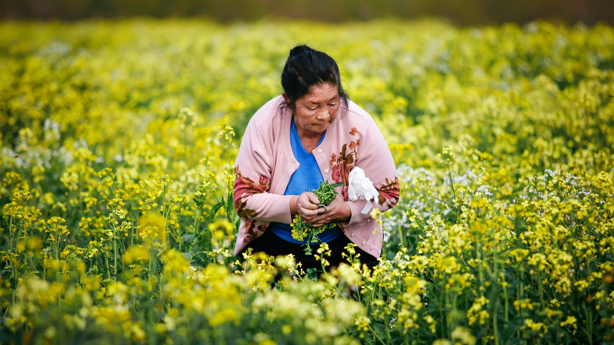 LIF CEK HMONG GARDEN.JPG