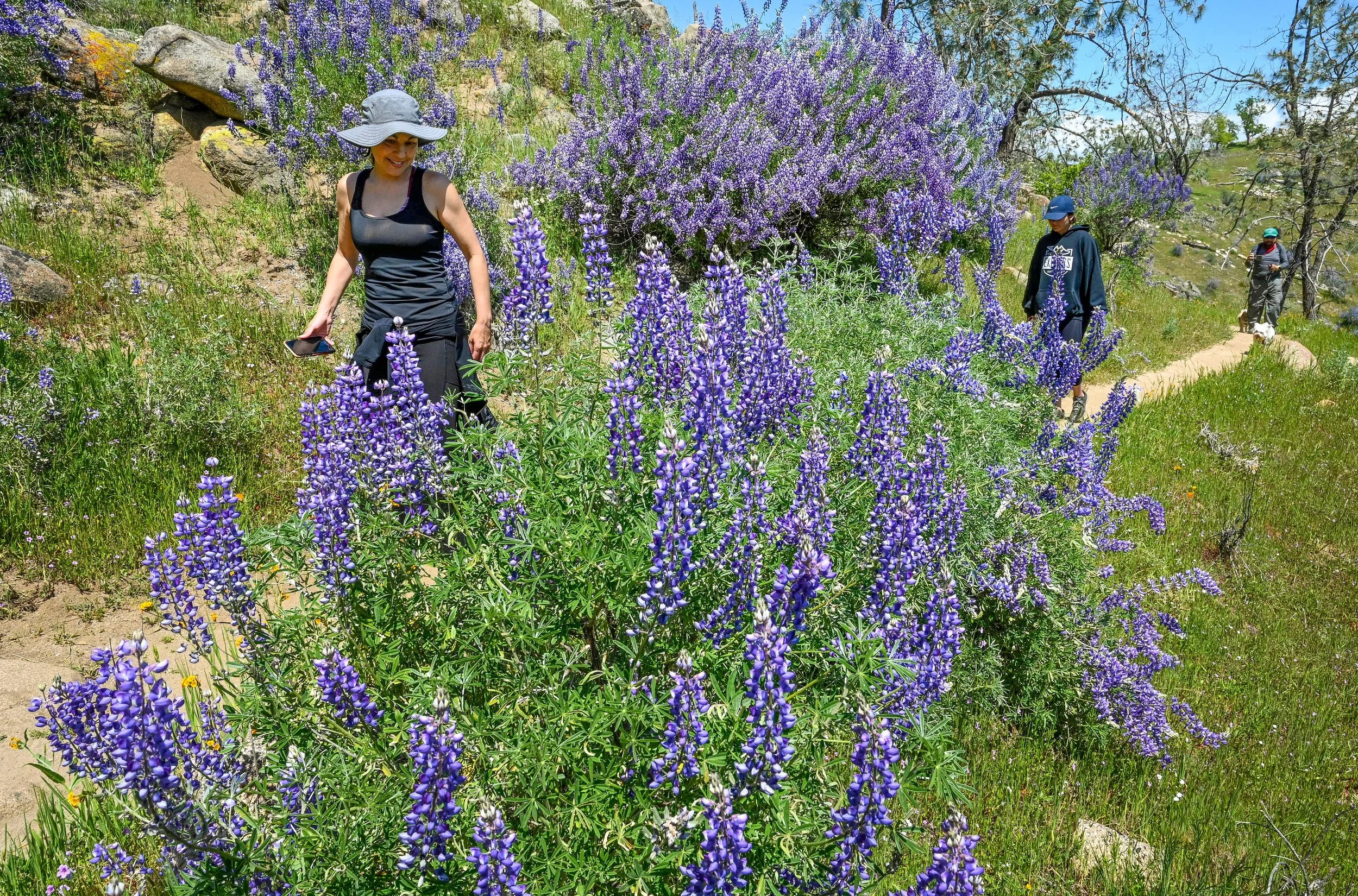 FRS_wildflowers_01.JPG