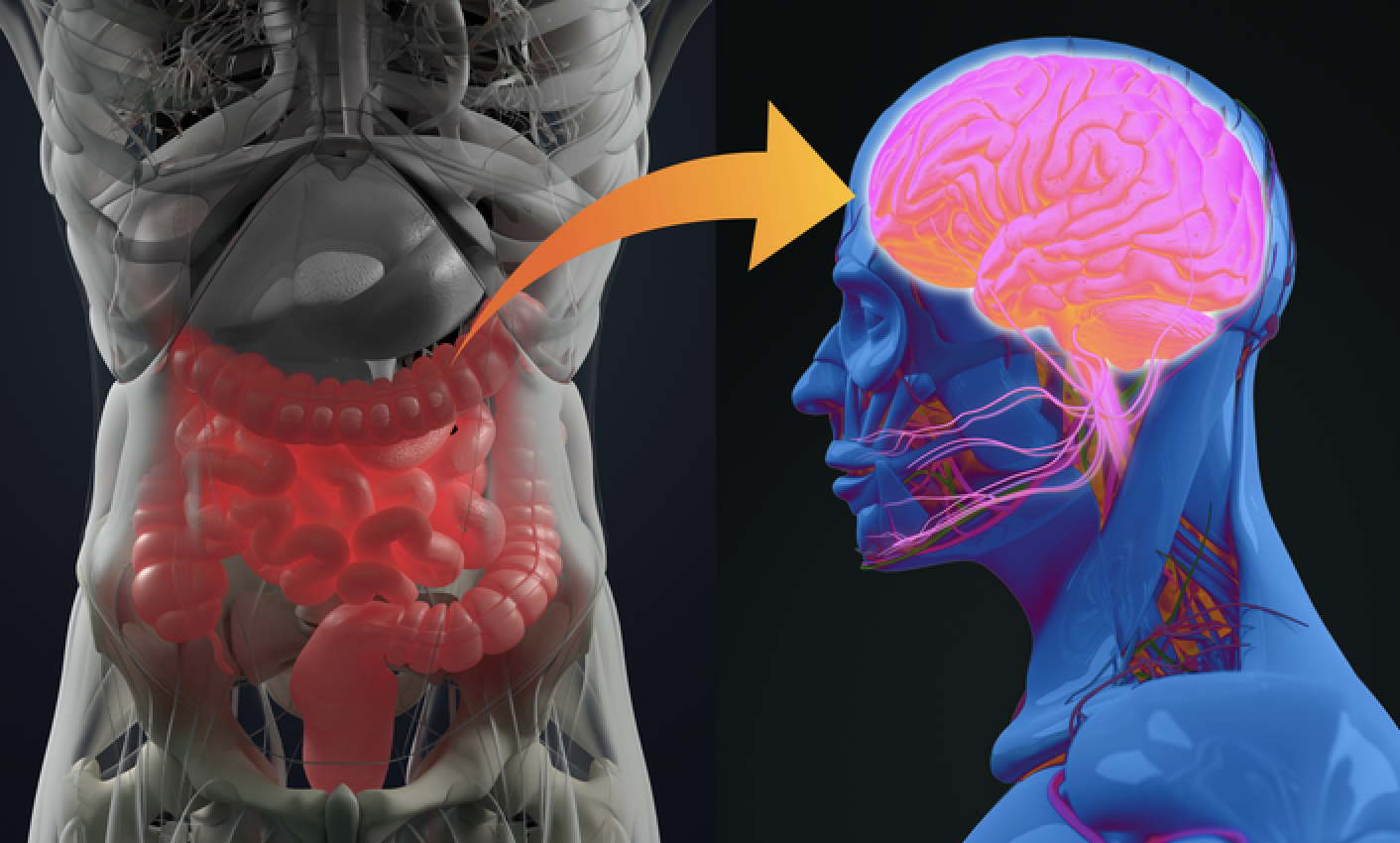The Gut–Brain Axis in Parkinson’s Disease