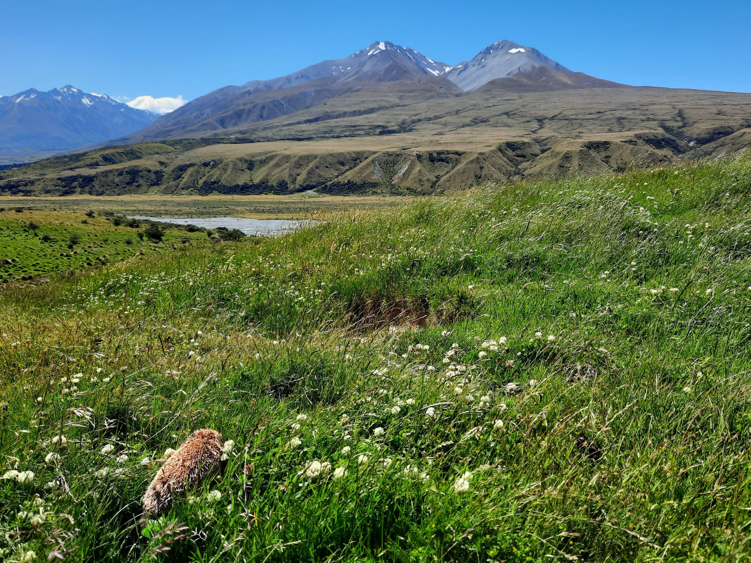 Mt Potts, Hakatere, Canterbury, South Island