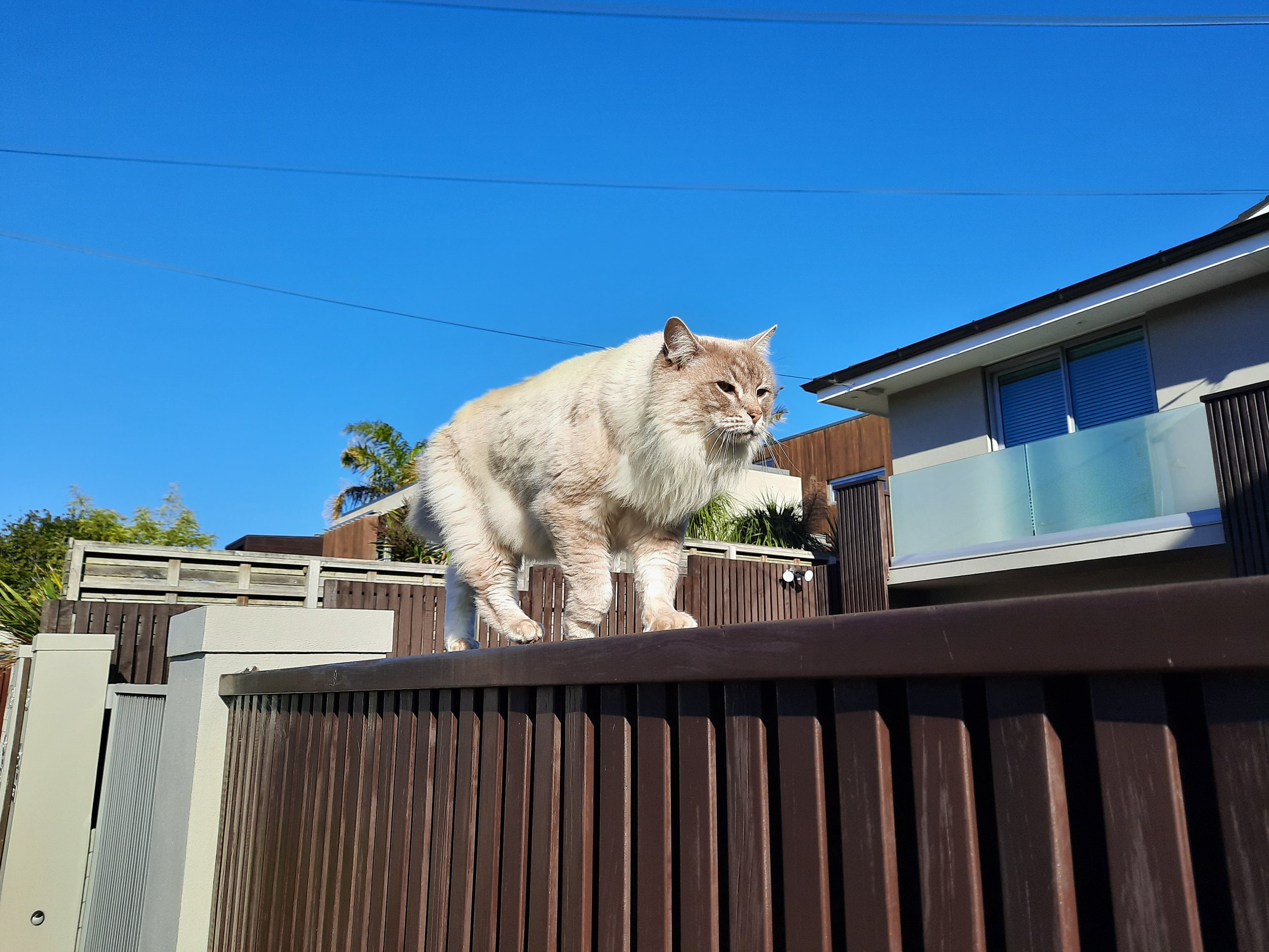 Woolly snow-tiger of the subtropics. Auckland