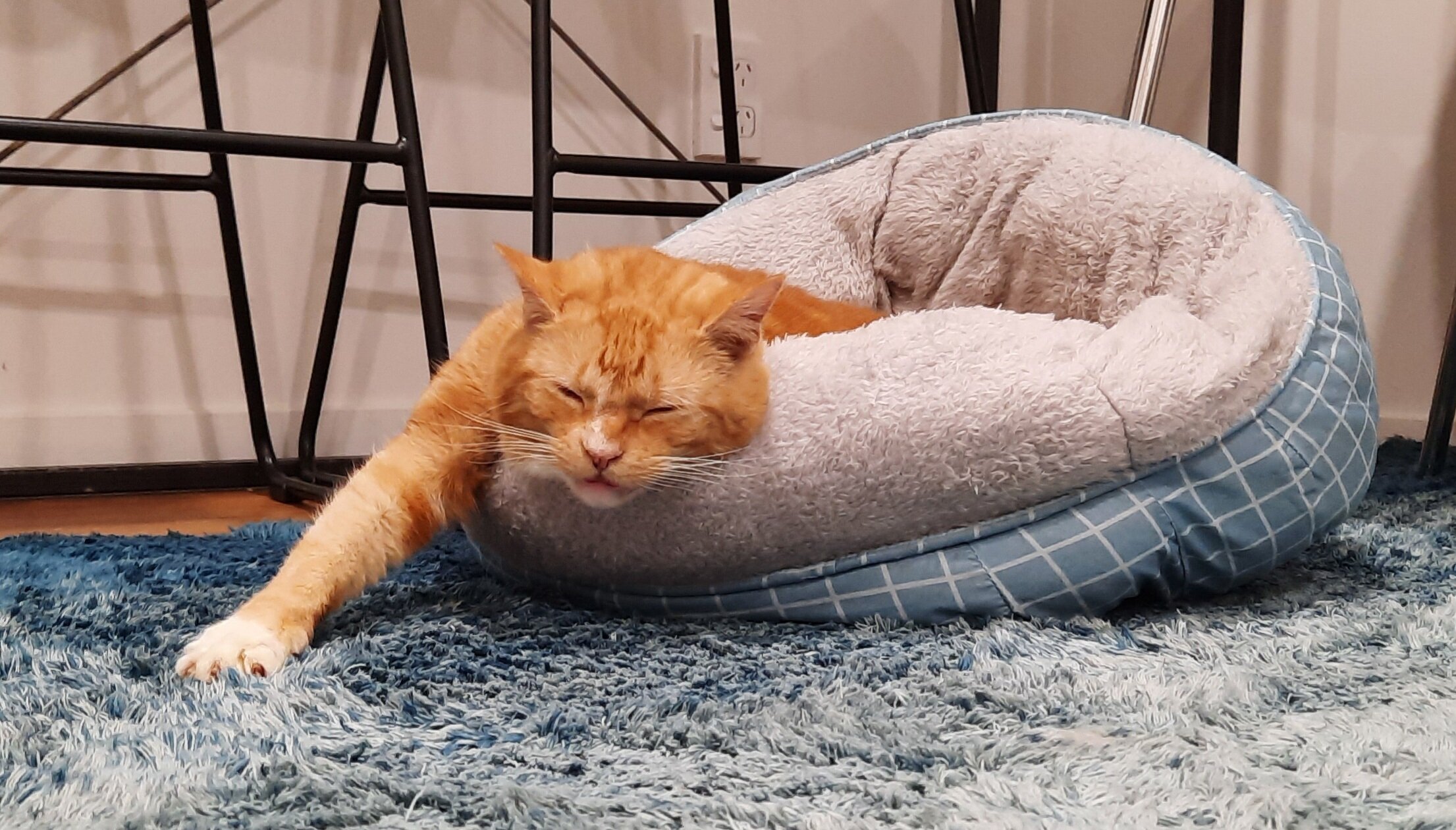 cat cafe, Auckland