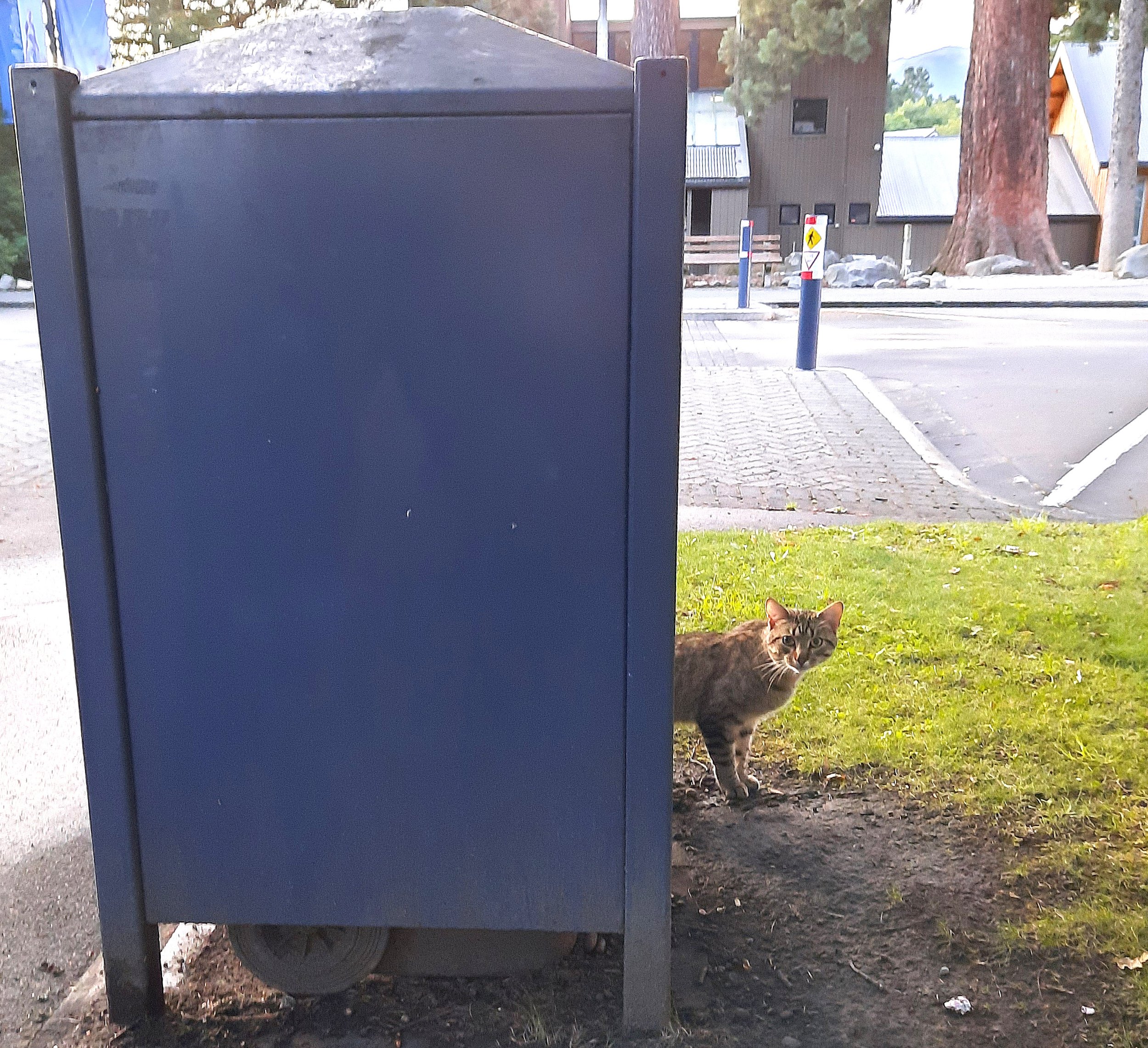 Dr Who-skers exits the TARDIS, Hanmer Springs.