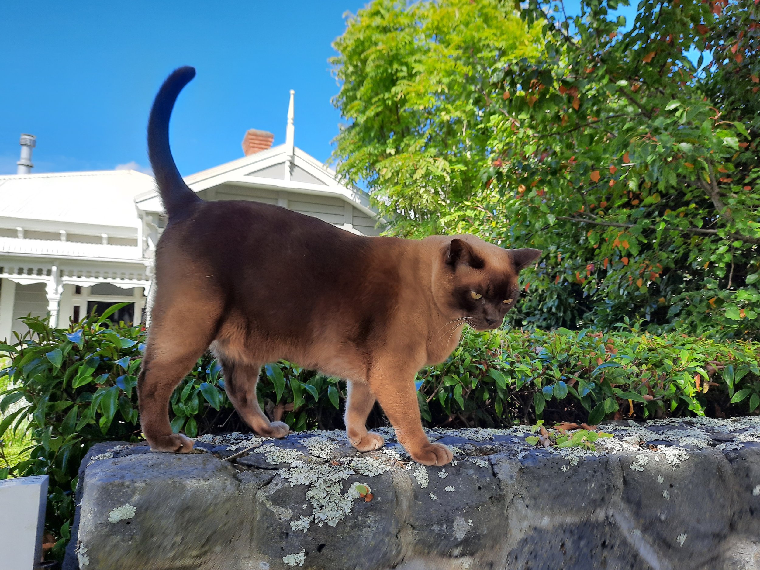 Auckland