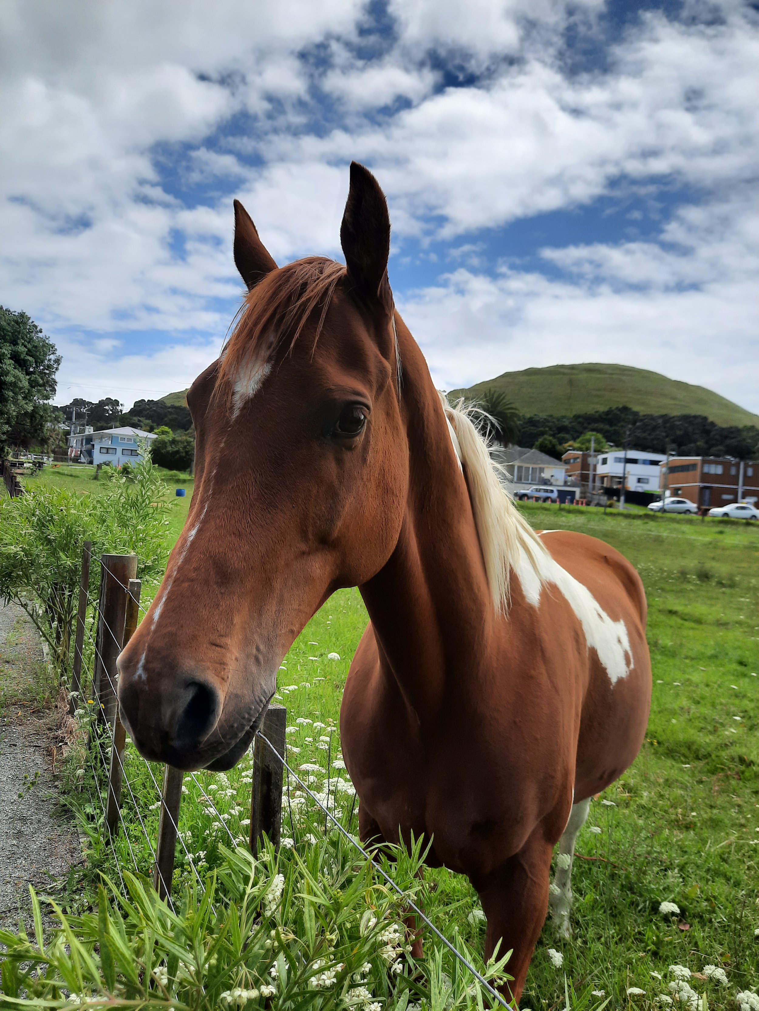 Māngere Mountain, Auckland.