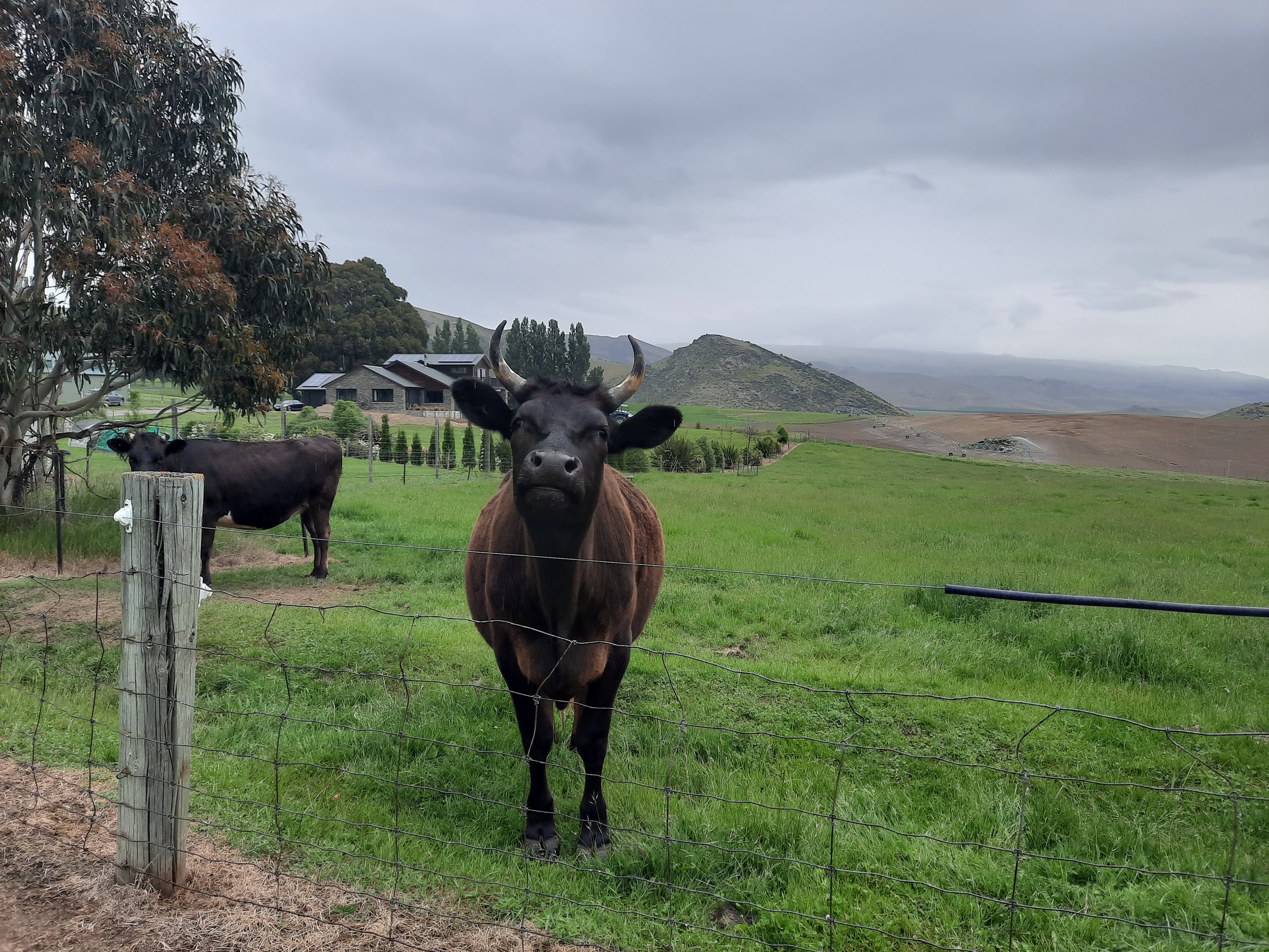 Tarras, Otago