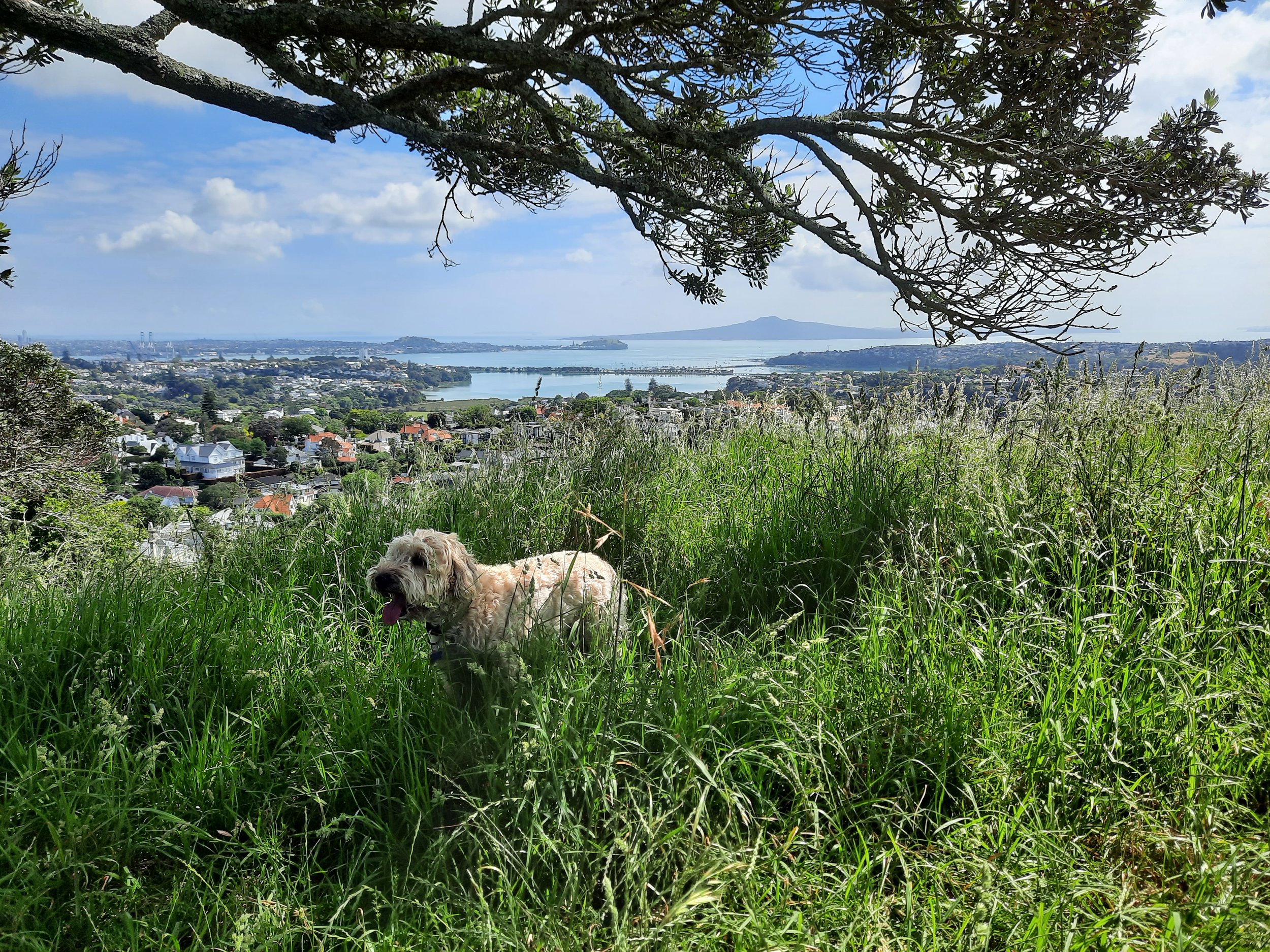 Mt Hobson (Ōhinerau), Auckland