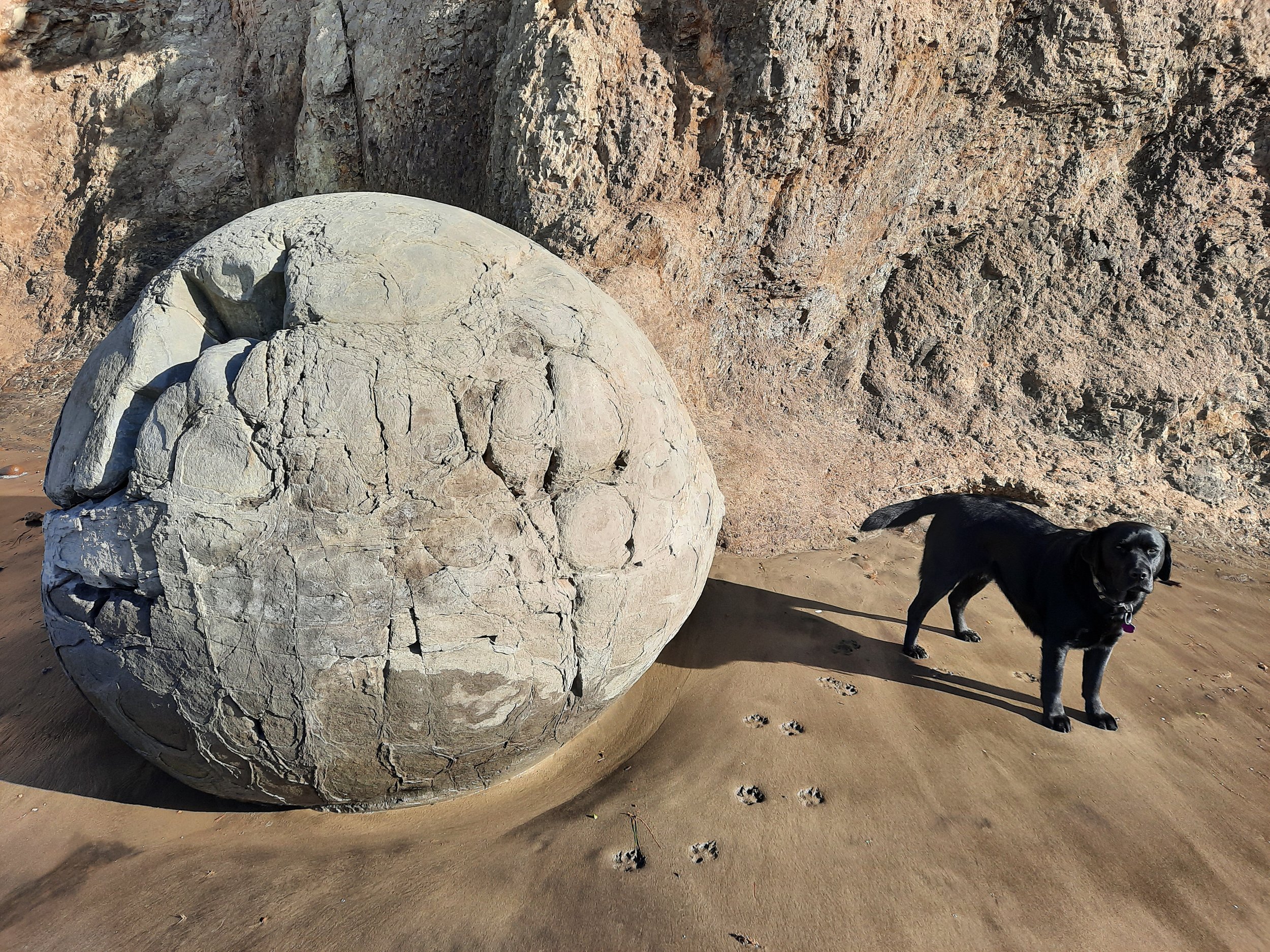 Sisyphus's dog is fed up. Moeraki Boulders, Otago