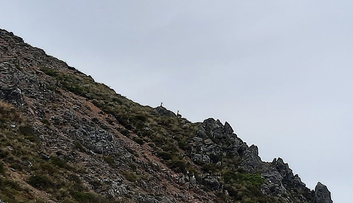 Deer on Mt Dumblane, Hanmer Springs, Canterbury.