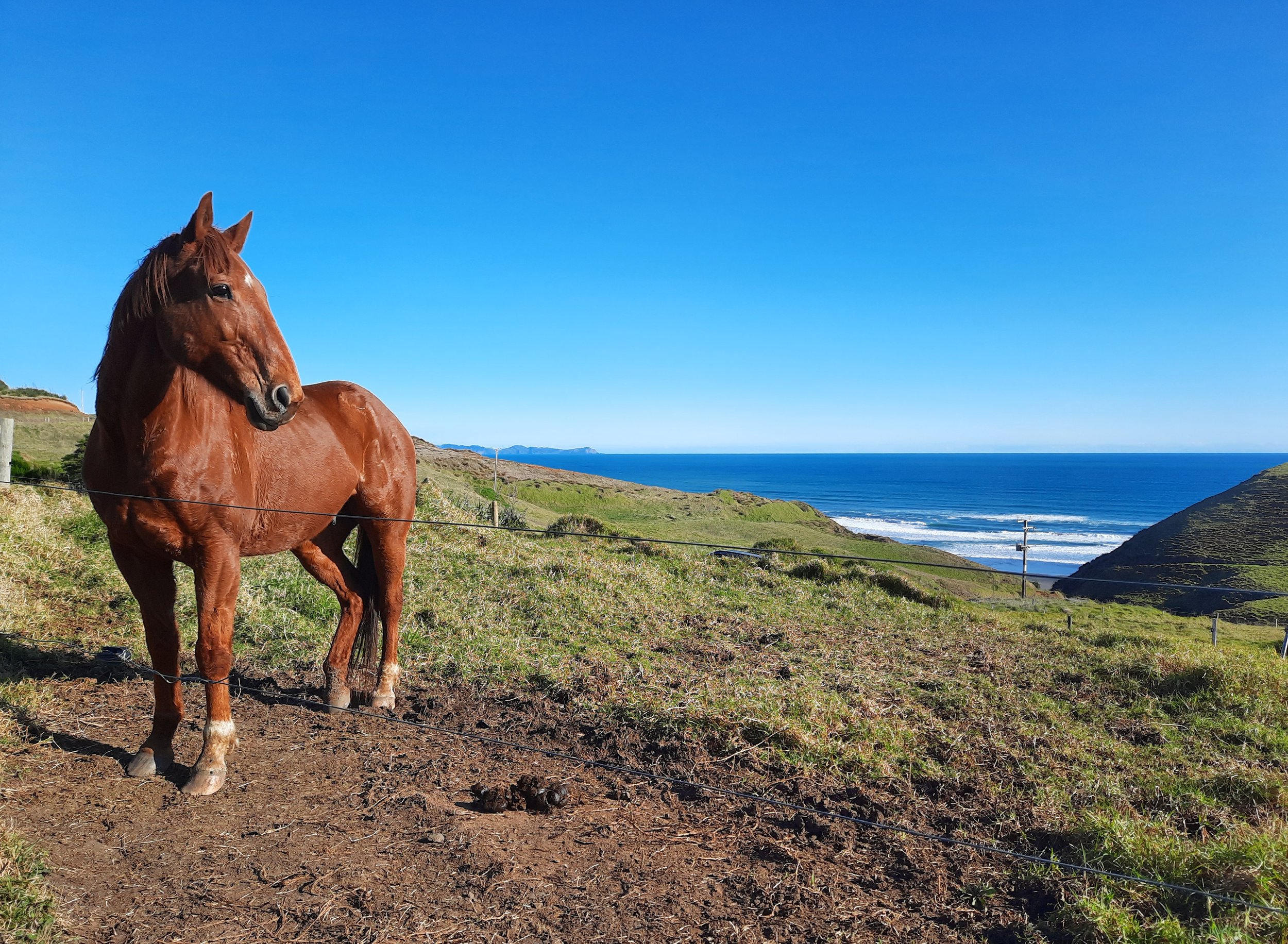 Near Ruapuke Beach & Mt Karioi, Raglan area.