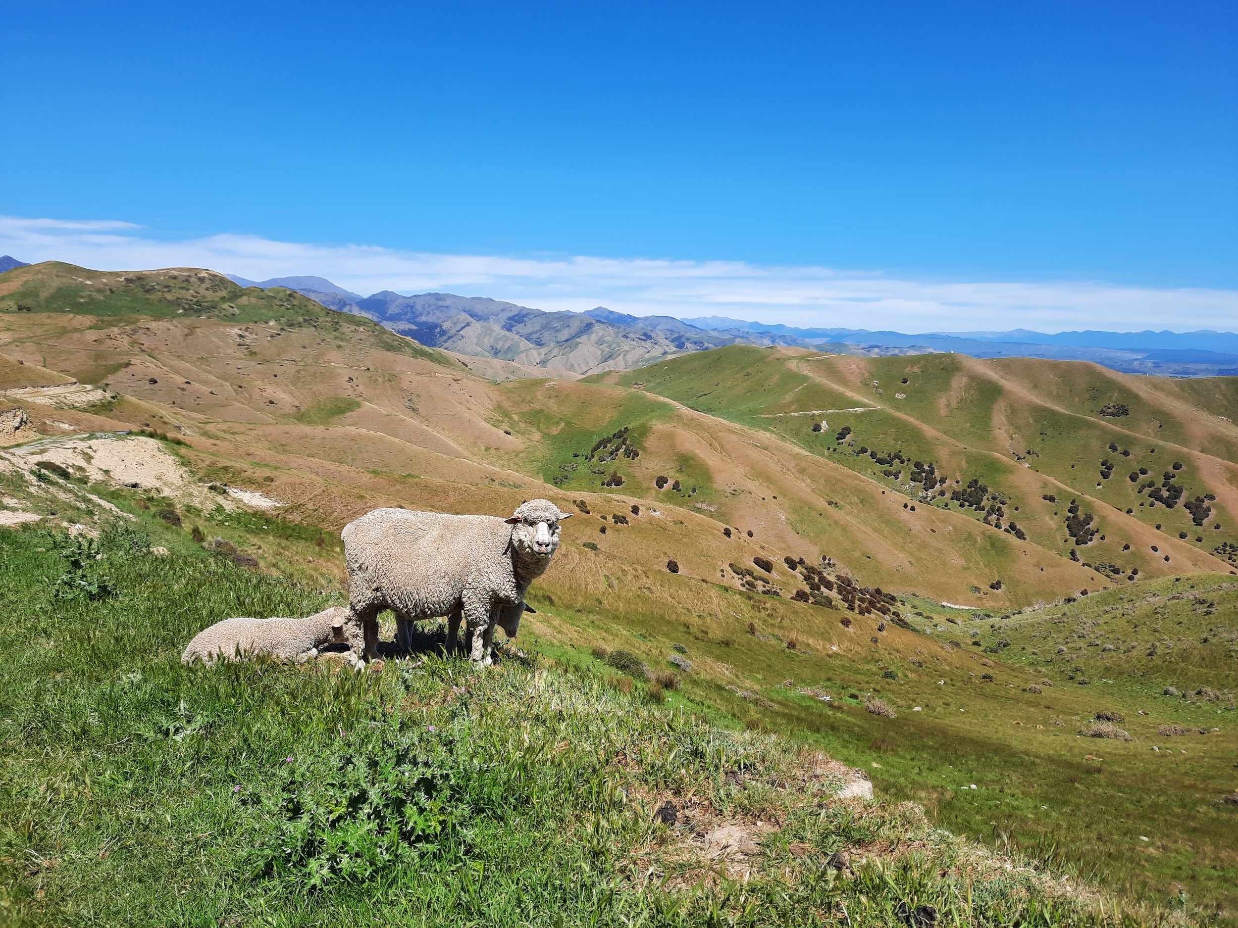 Wither Hills, Blenheim, Marlborough