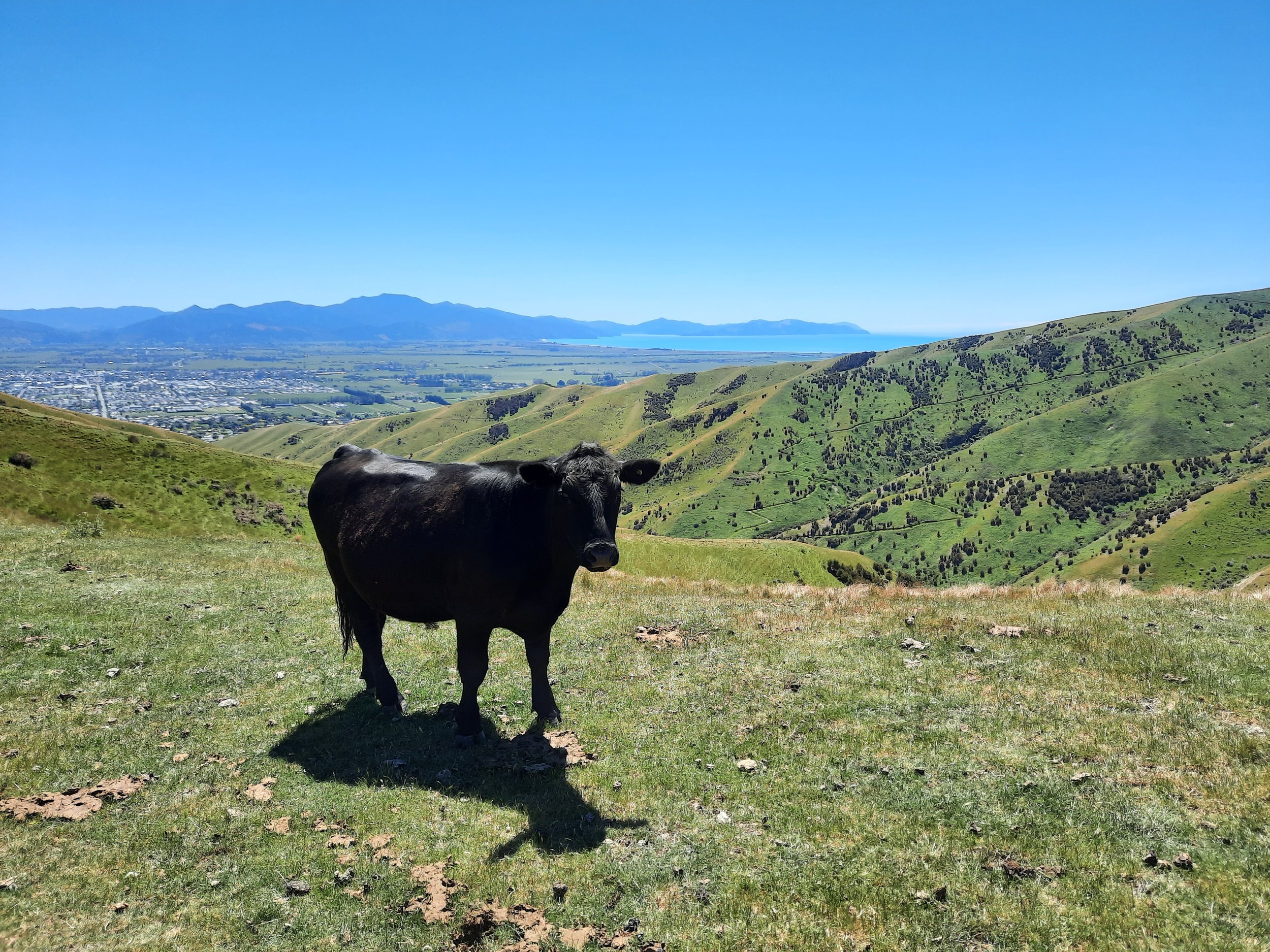 Wither Hills, Blenheim, Marlborough