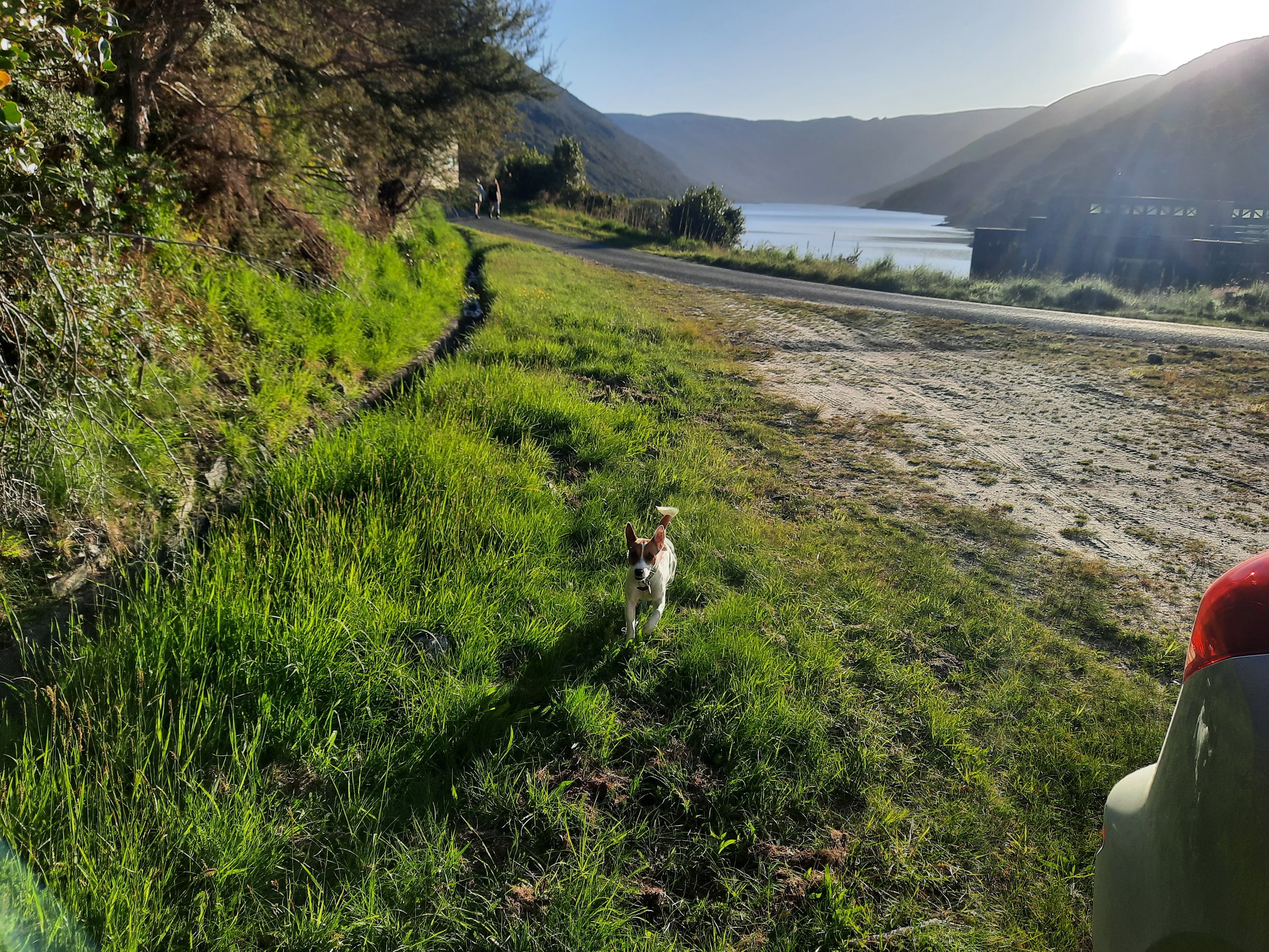 Rooney charges like a sunbeam. Cobb Reservoir, Kahurangi NP.