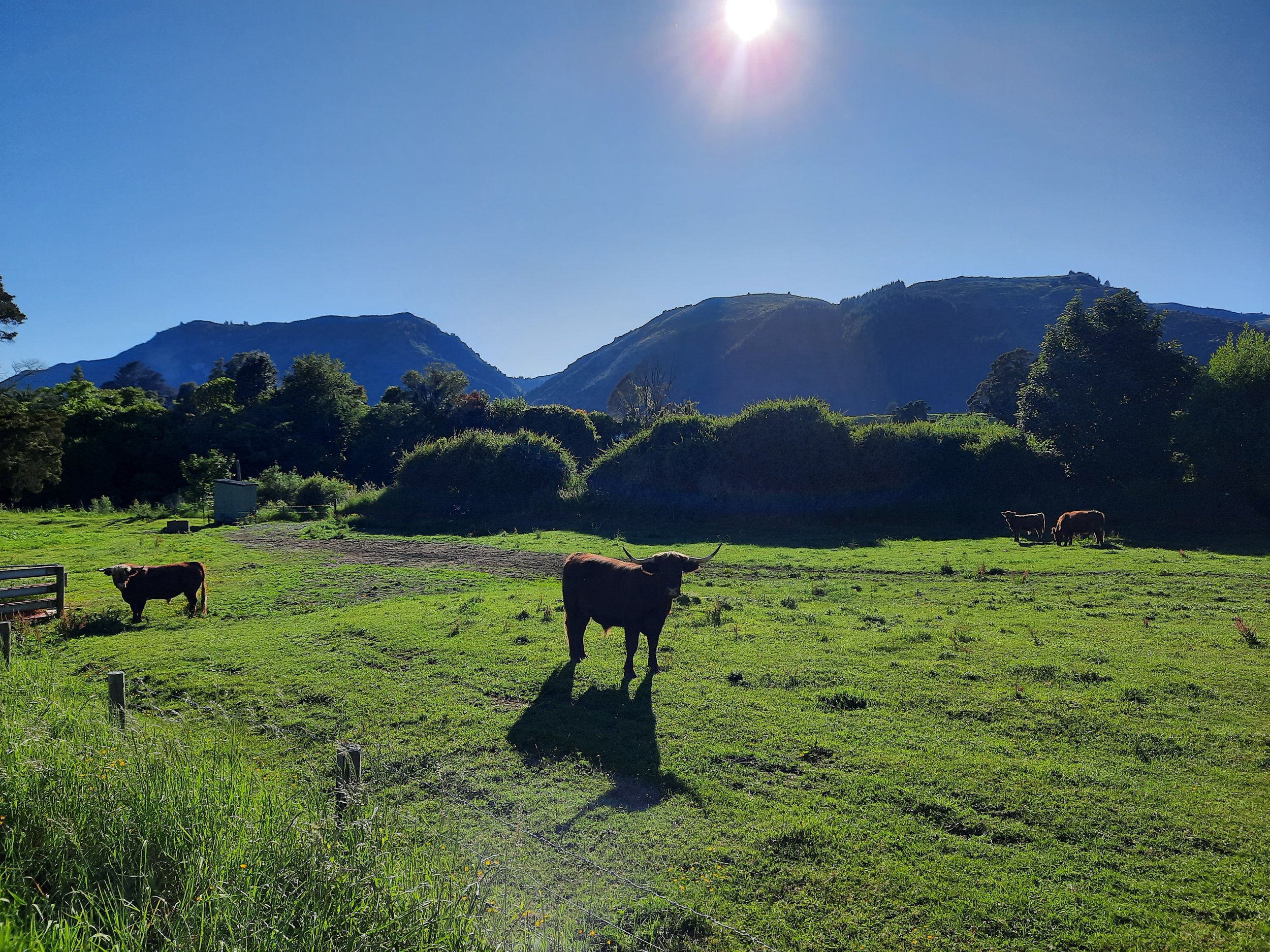 Highland bull in the lowlands of Tākaka.