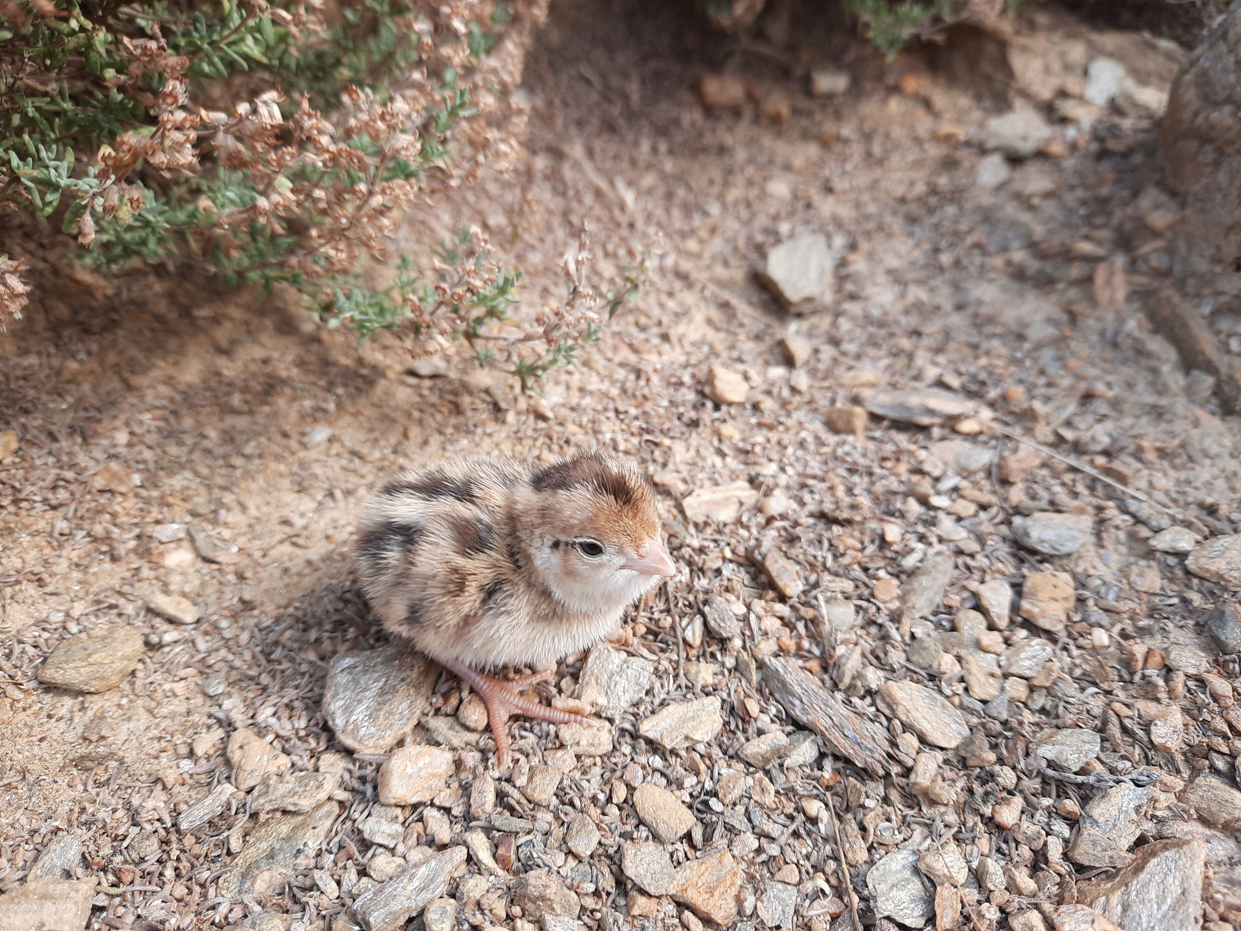 California quail chick, Bannockburn Sluicings, Central Otago.