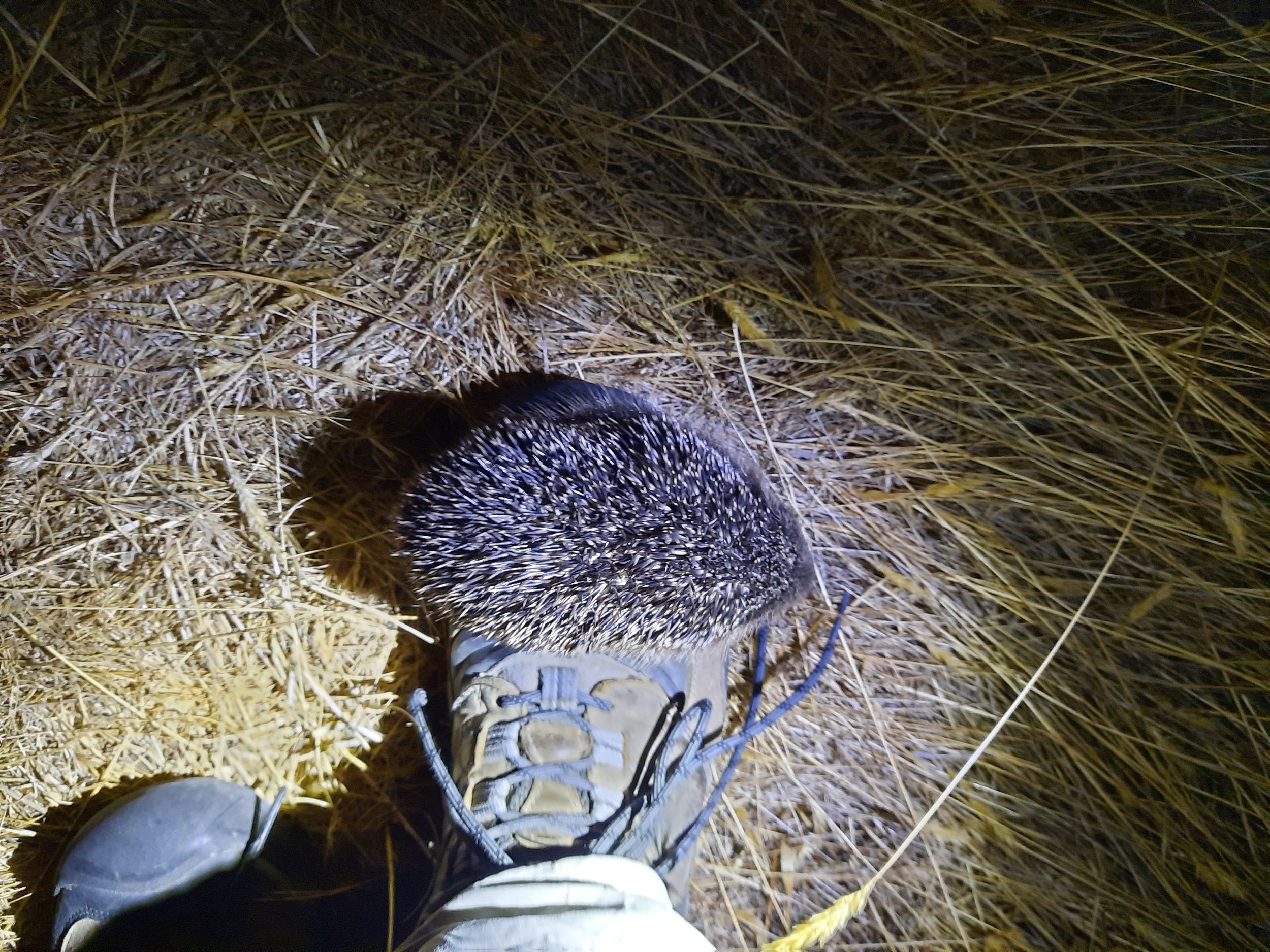 Many hedgehogs sniff me. Only one has climbed me.