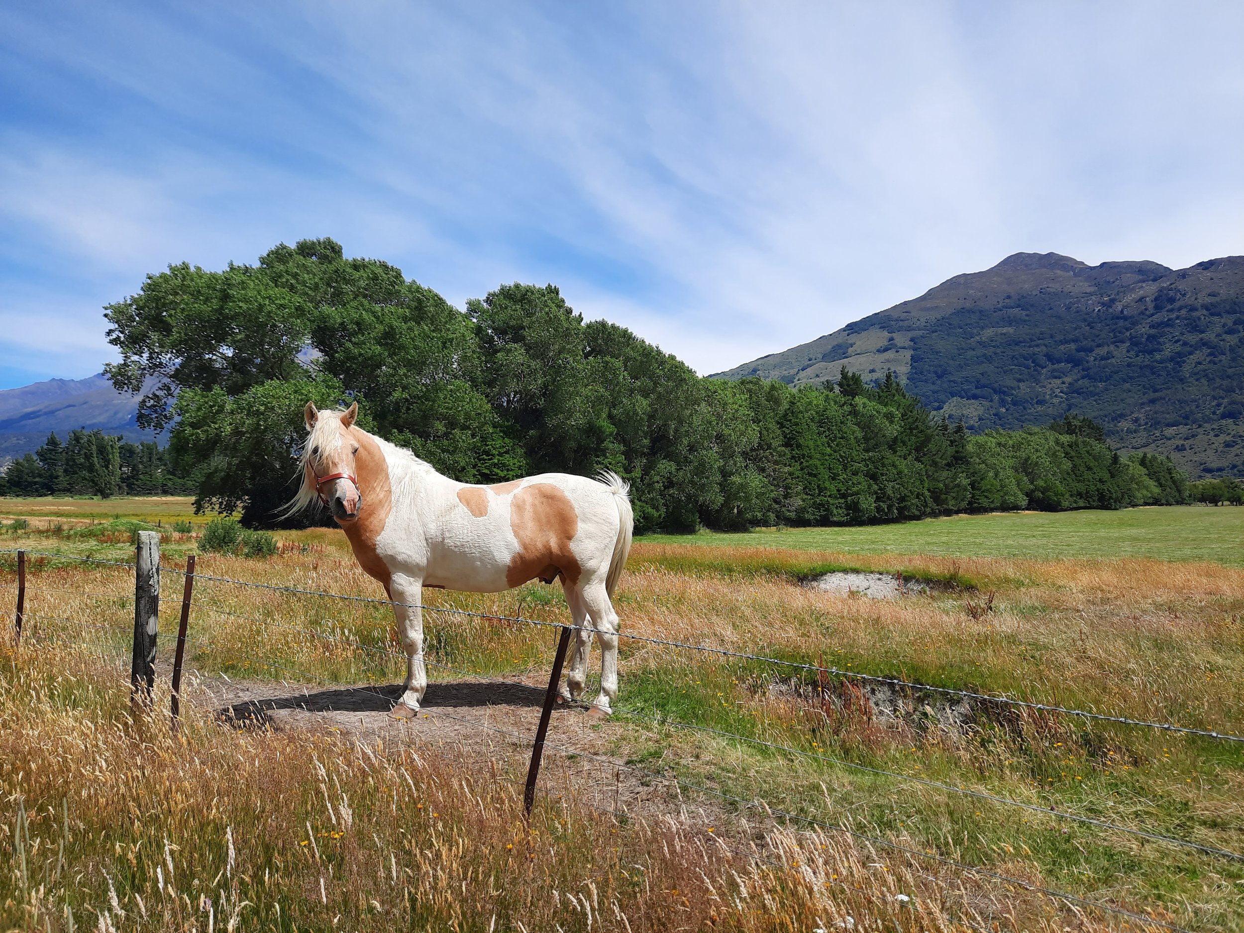 Near Makarora. Perhaps Mt Broome in background.