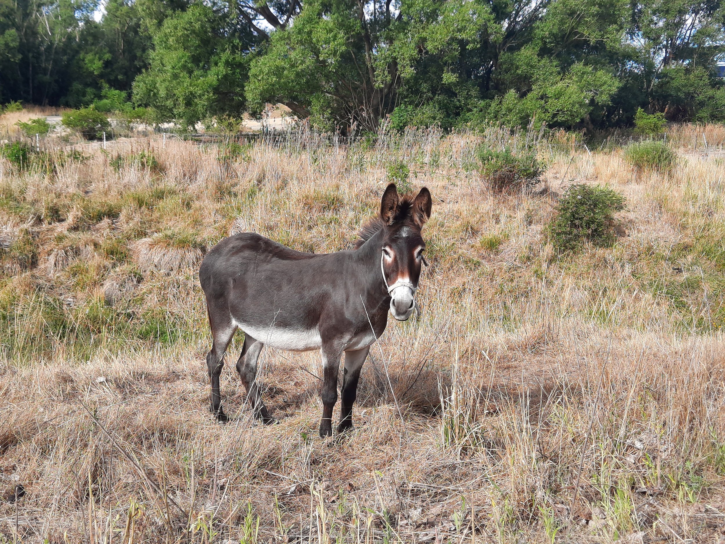 Galloway, Central Otago, S.I.