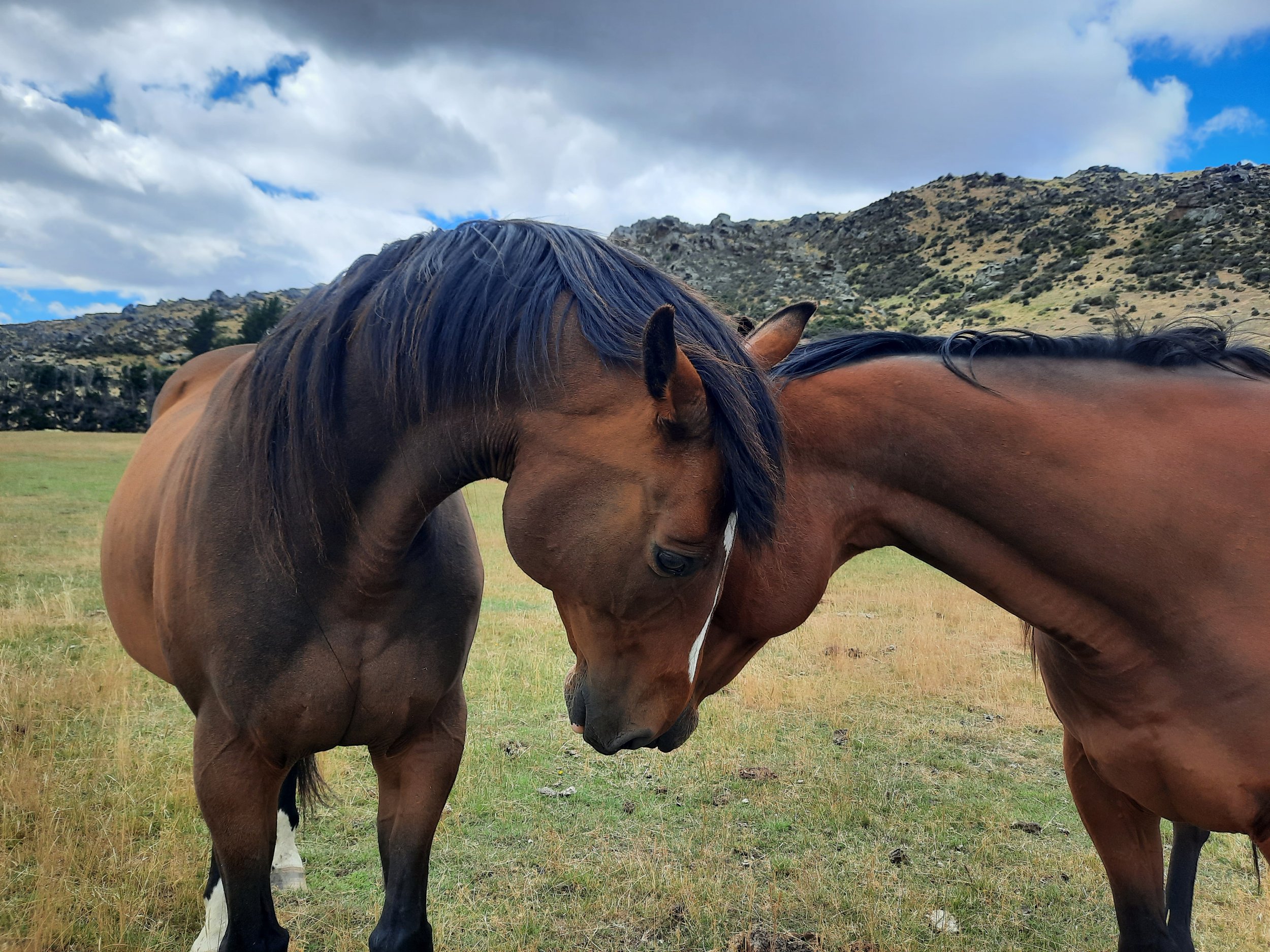 Upper Taieri Valley, Central Otago.