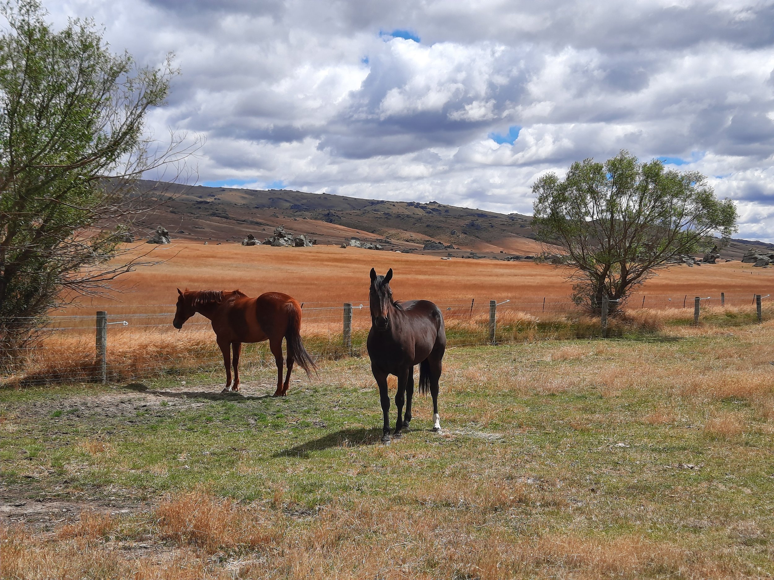 Serpentine, upper Taieri Valley.