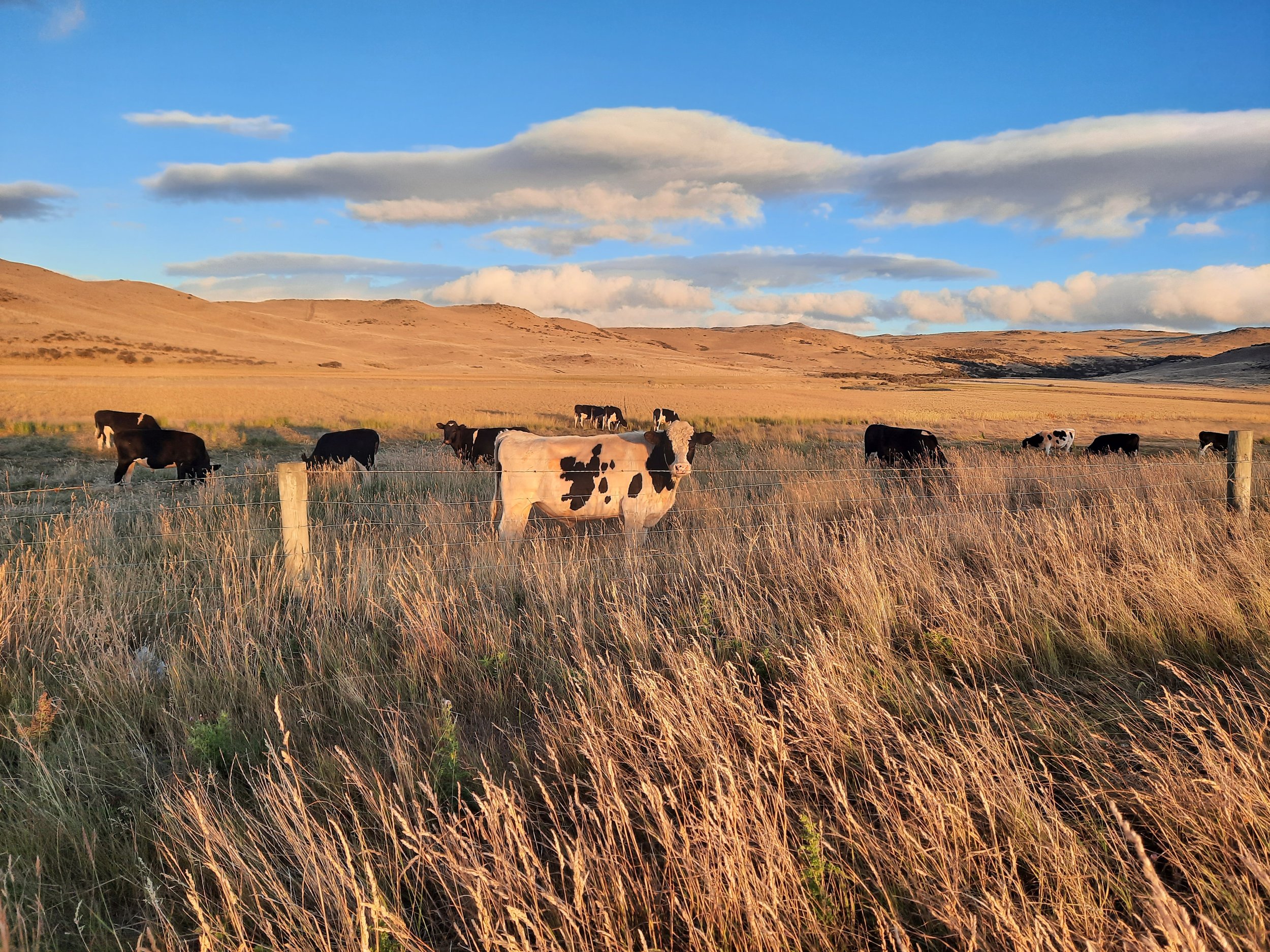 Upper Taieri Valley, near Waipiata, C. Otago.