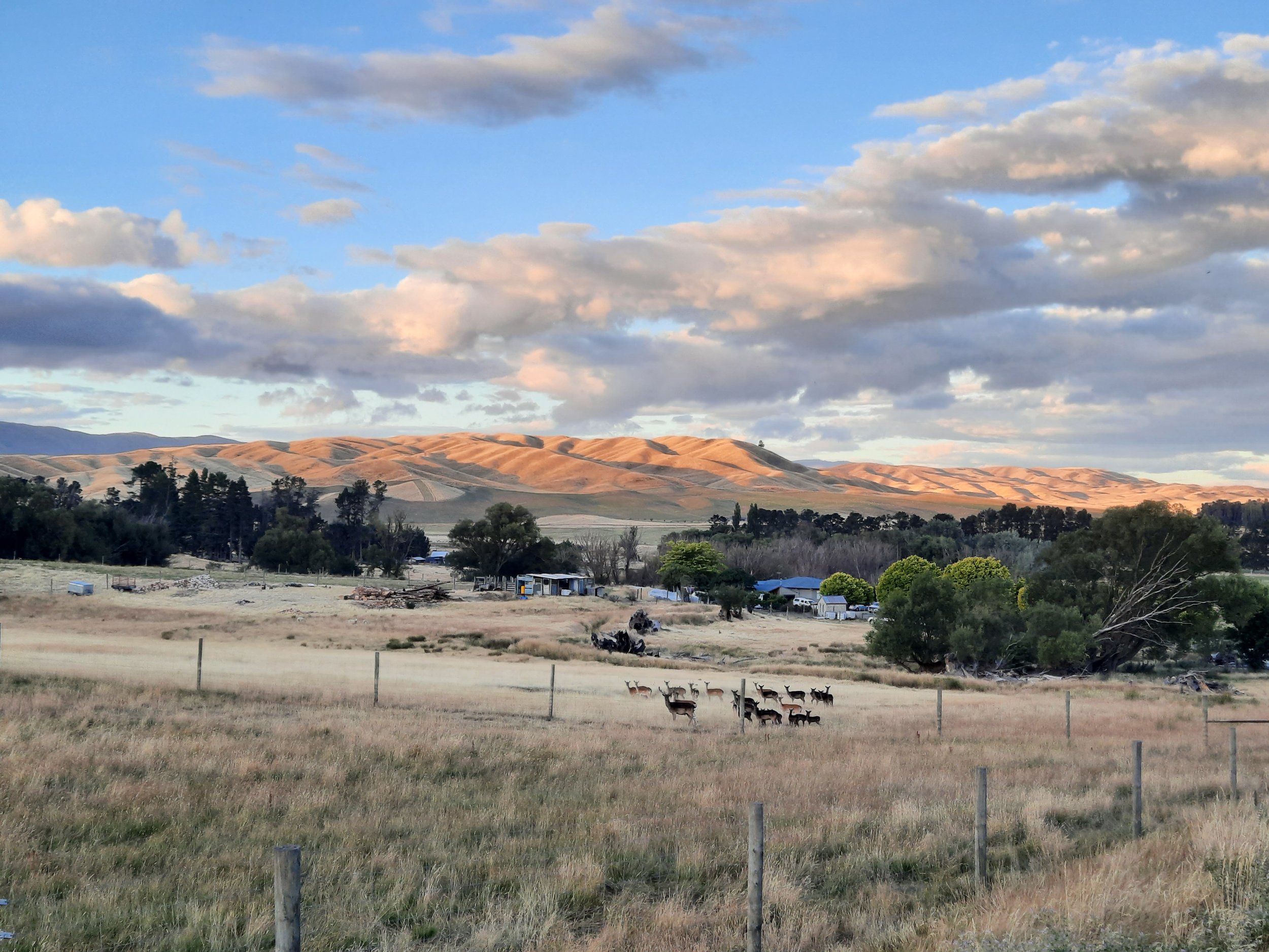 Deer. Manuherikia Valley btw Springvale & Omakau, C. Otago.