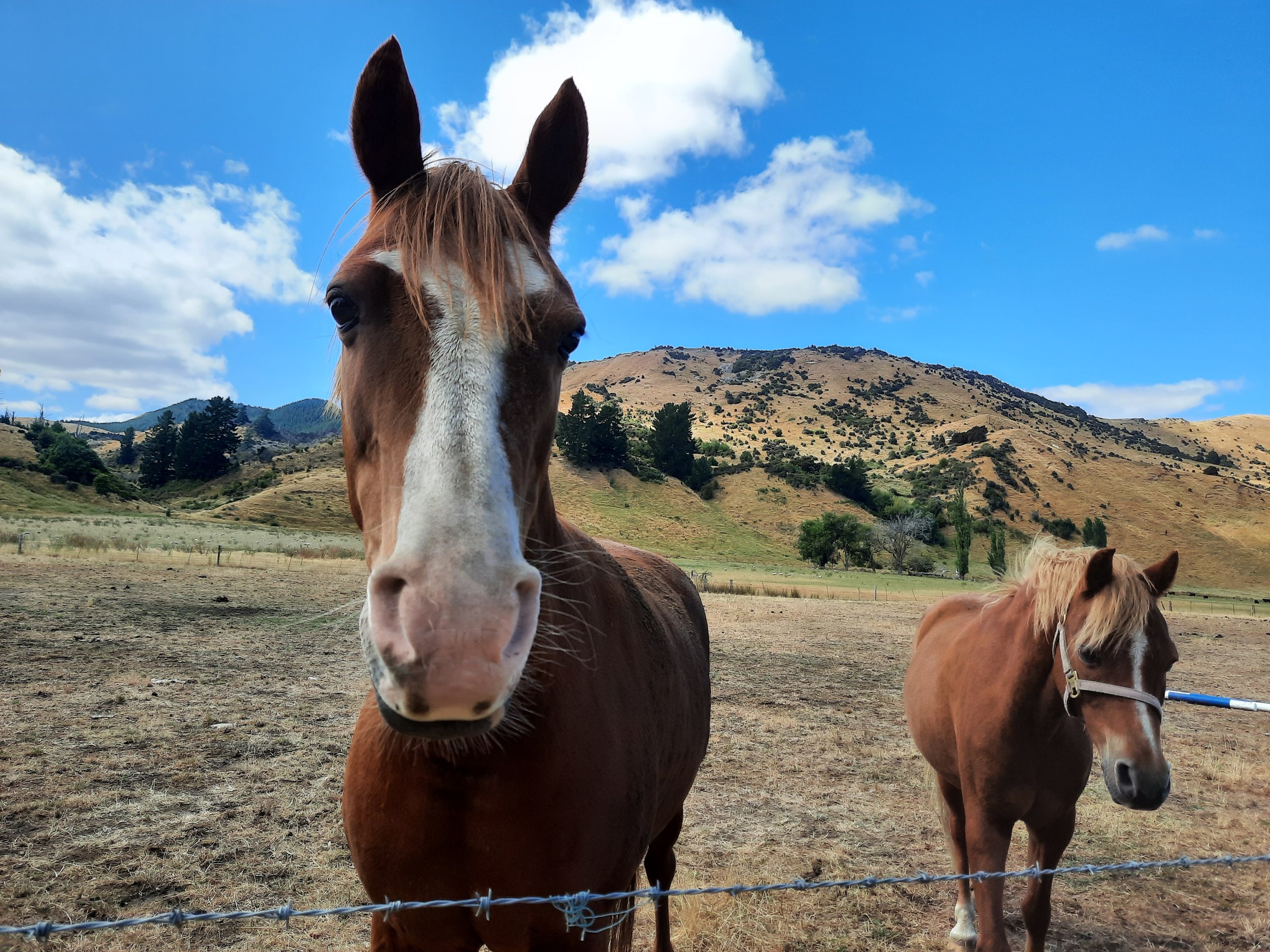 Waiau, near Hanmer Springs, Hurunui, north Canterbury.