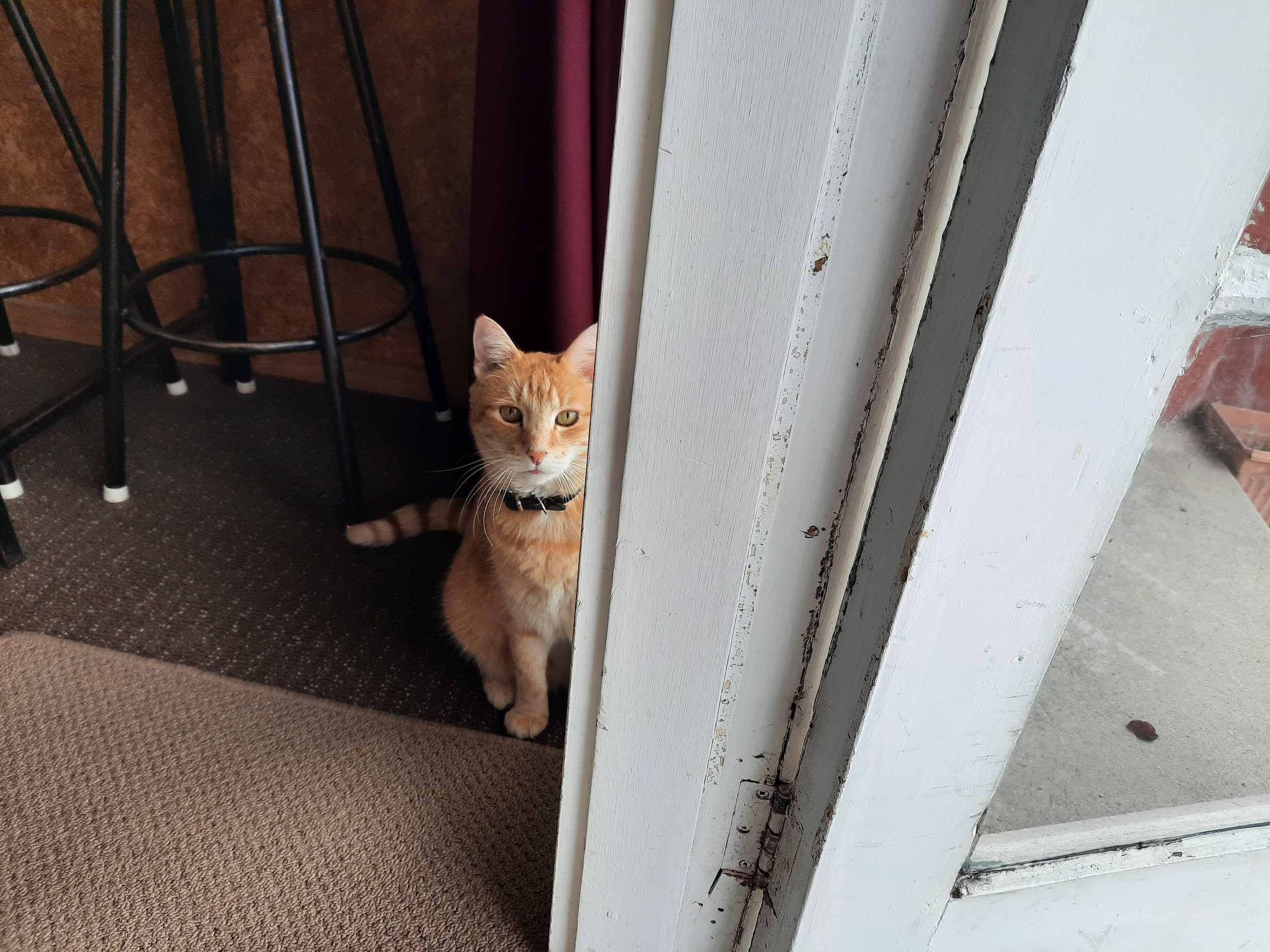 Liquor store cat, Reefton, inland W. Coast.