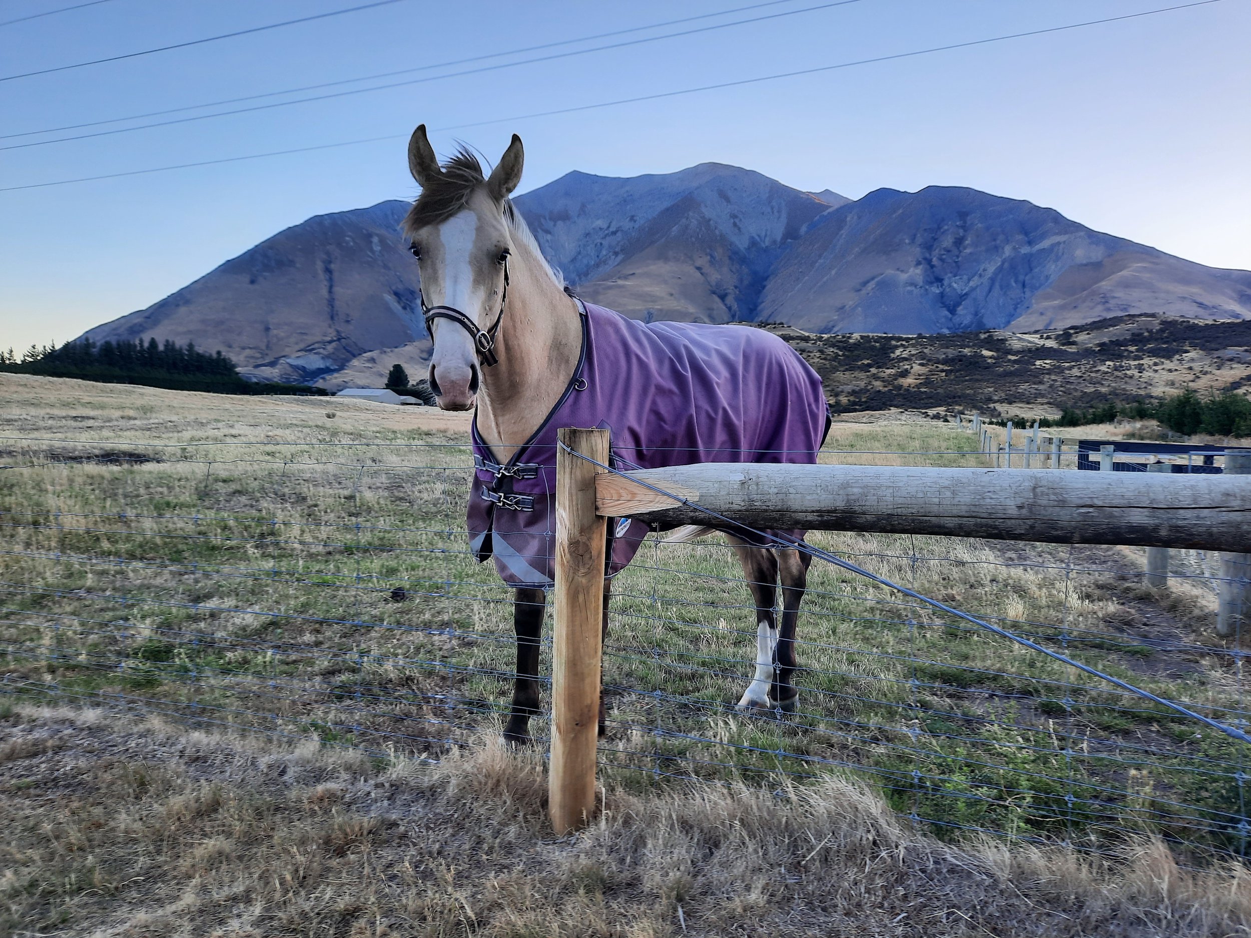 Near Lake Coleridge, C. Canterbury. Mt Hutt beyond.