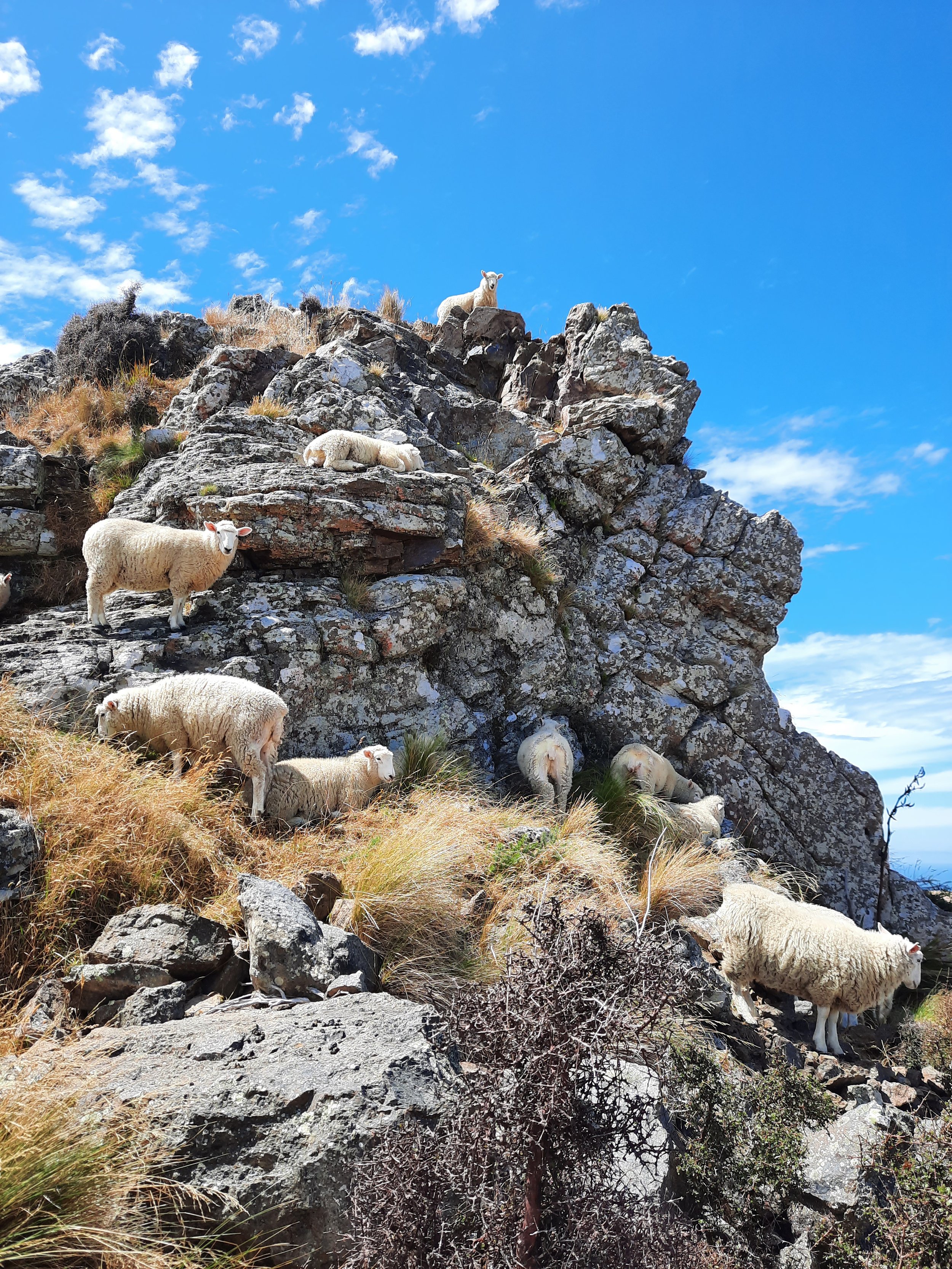 Near Mt Pleasant, Lyttelton, Christchurch on Crater Rim Walkway.