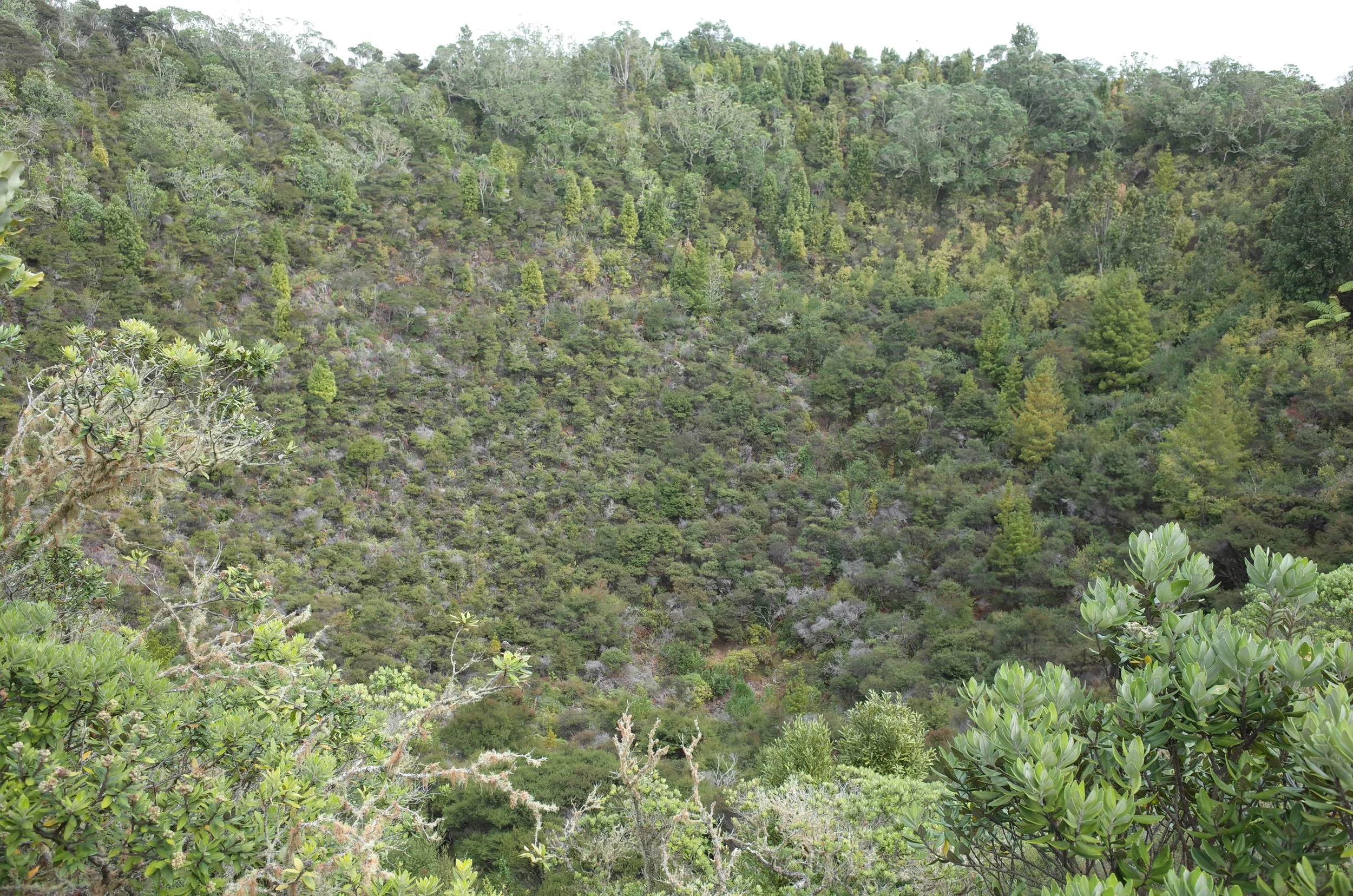 The crater of the volcano.