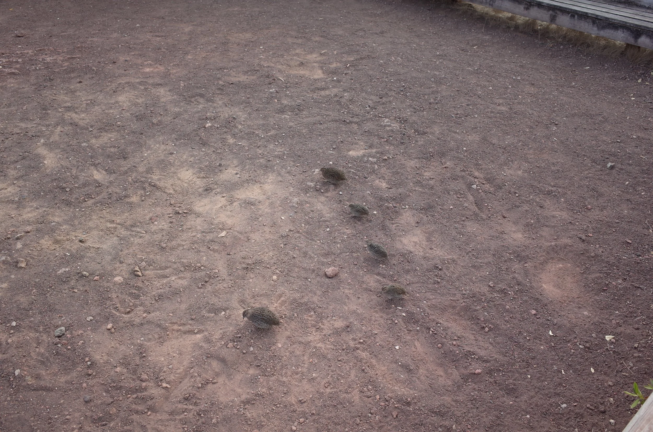 Brown quail at the crater rest area.
