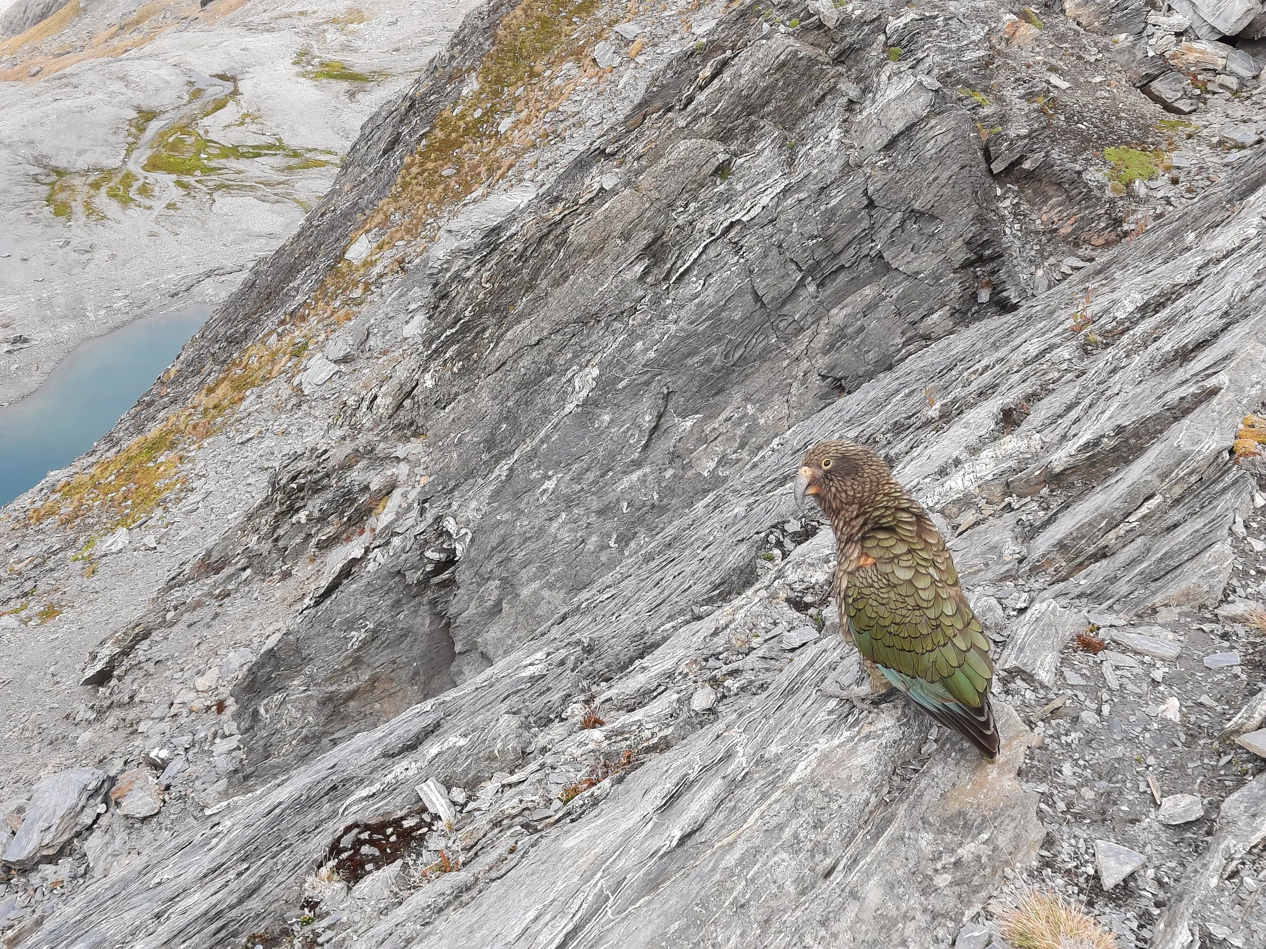 Mt Shrimpton, near Makarora, Otago.