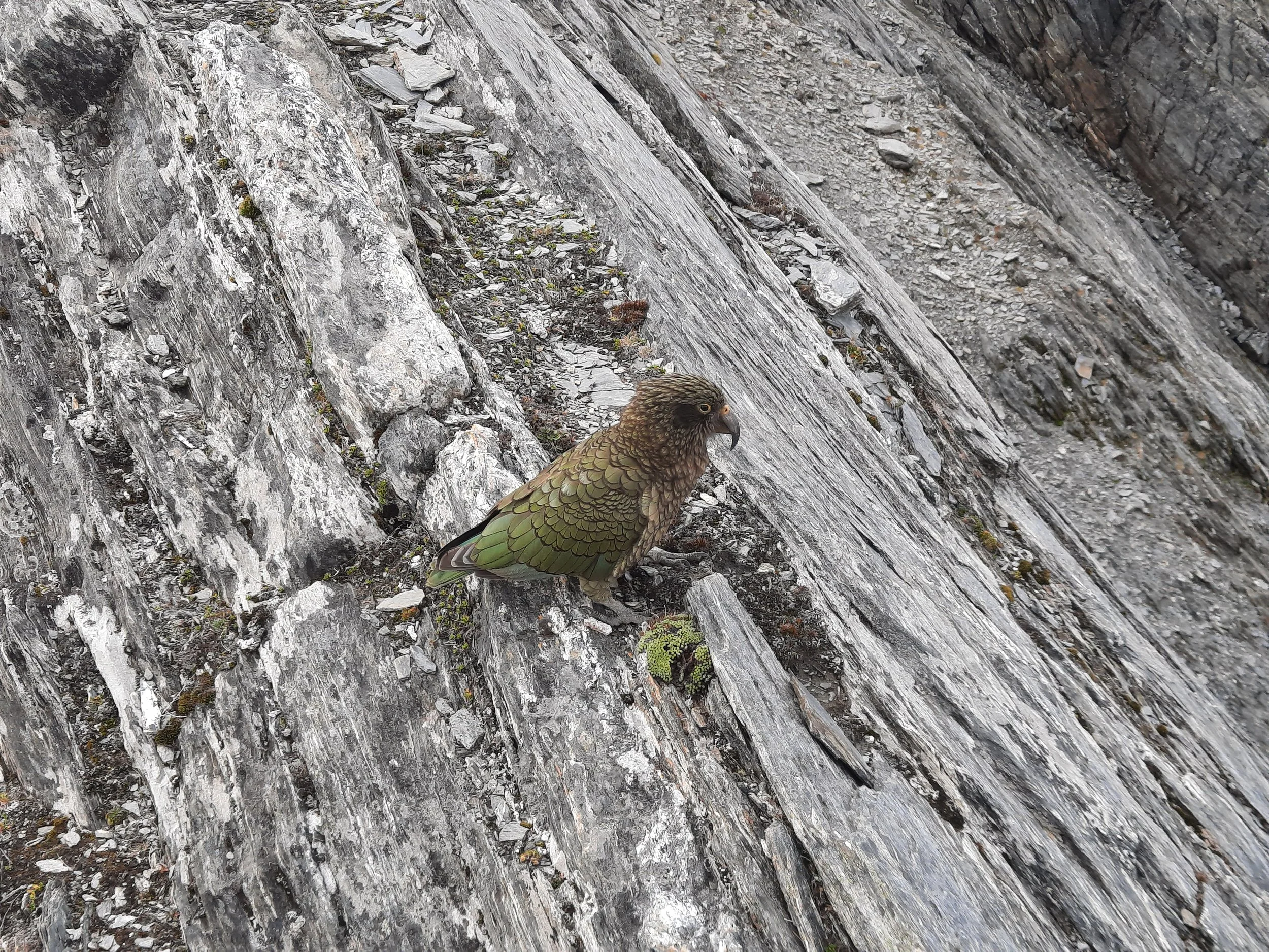 The rest are Mt Shrimpton too.