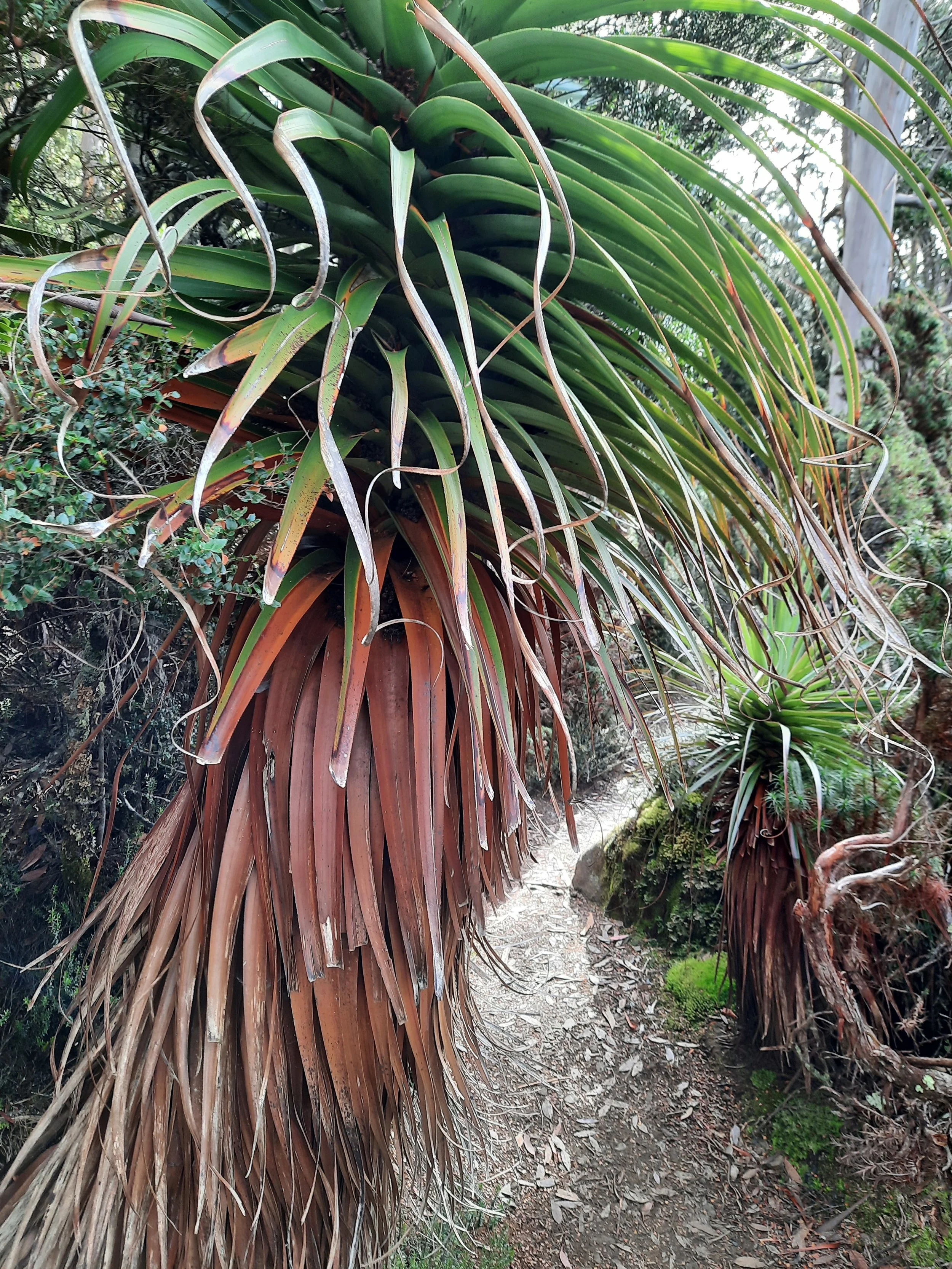 20250427_121922RicheaPandanifolia.jpg