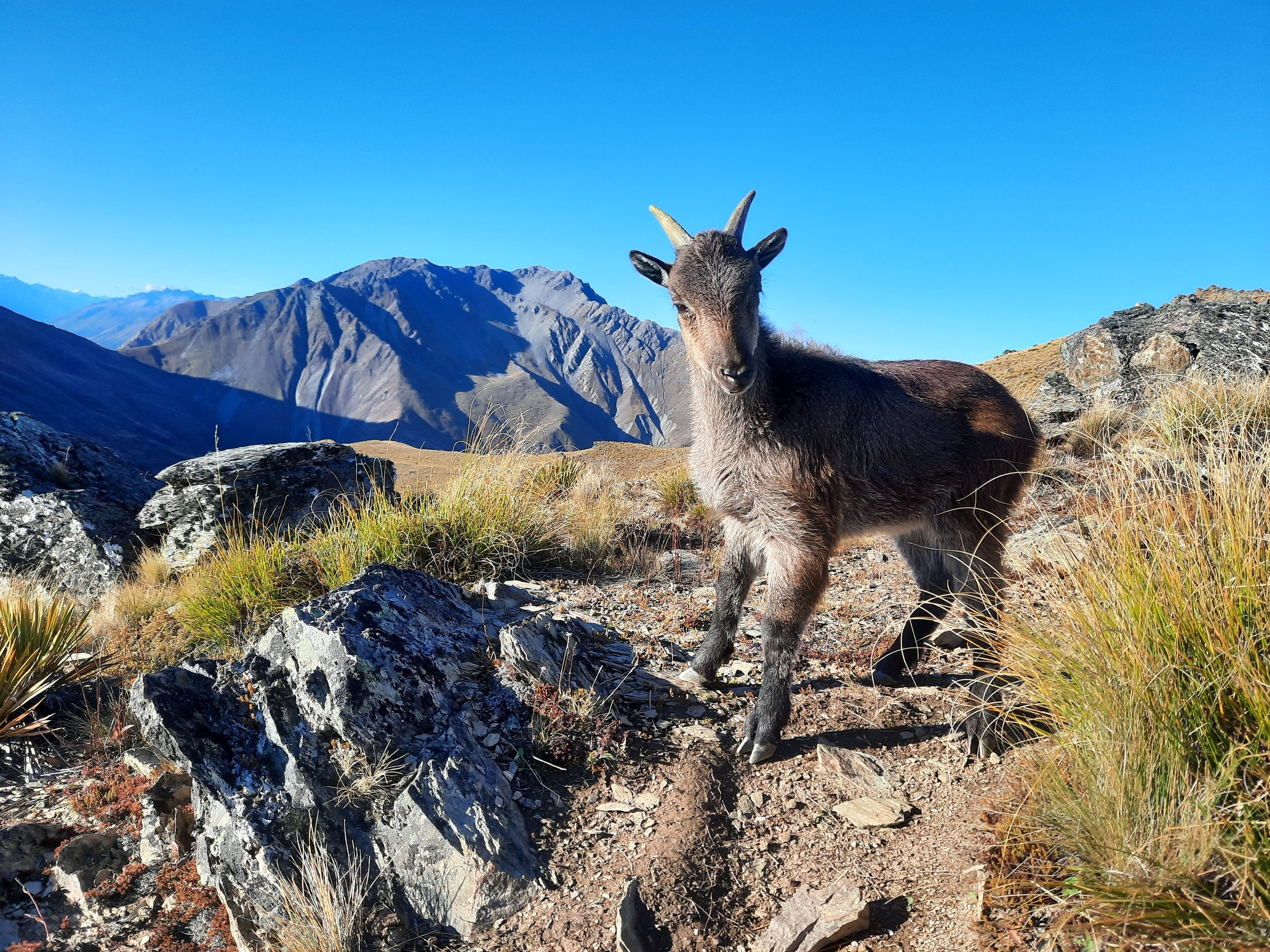 Corner Peak. Near Lake Hāwea, Otago, South Island