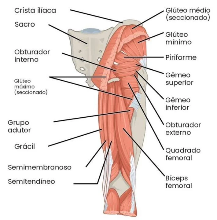 Remodelamento glúteo: firmeza, contorno e qualidade da pele