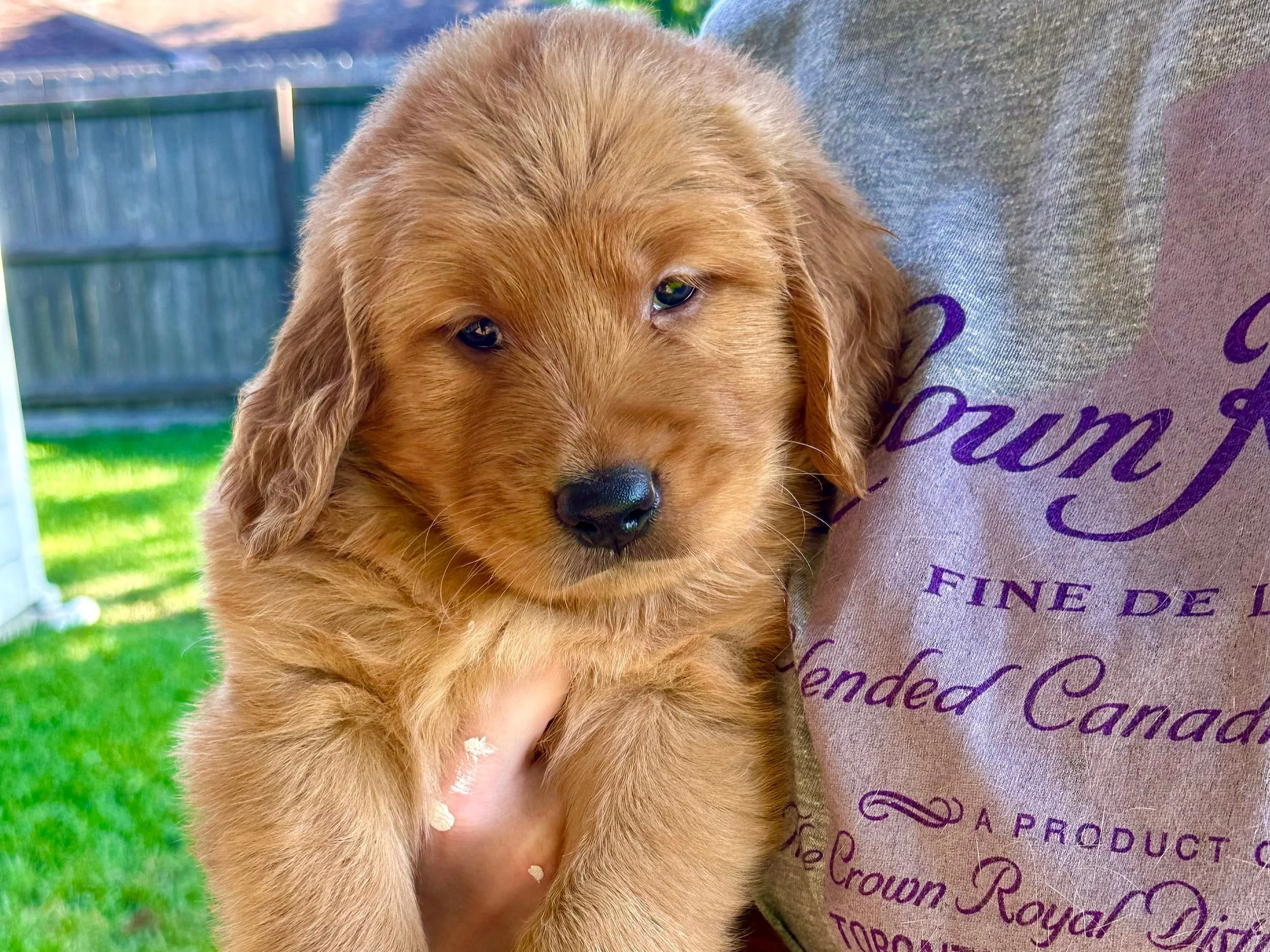 Purple Boy Spring 2024