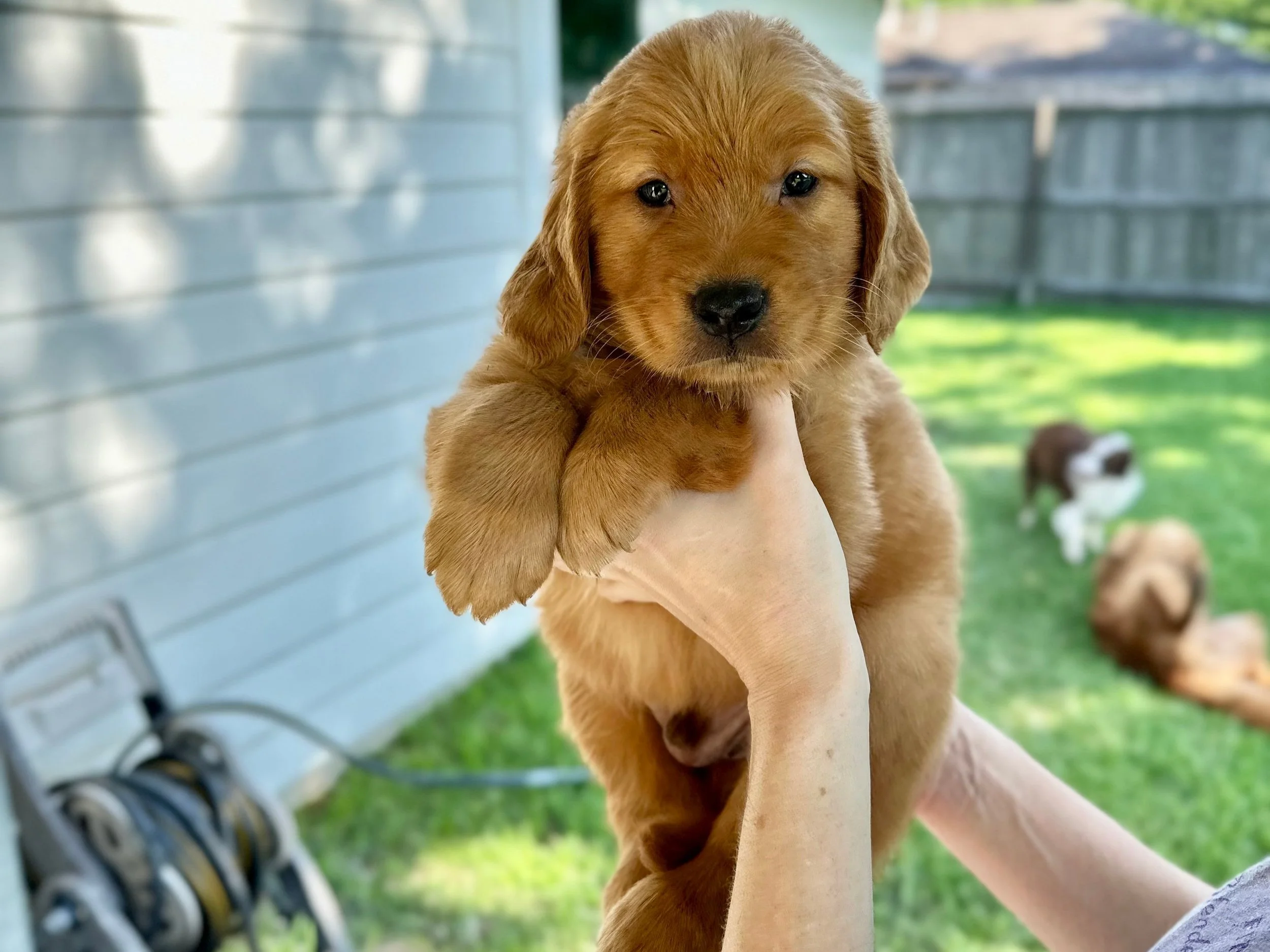 Green Boy Spring 2024