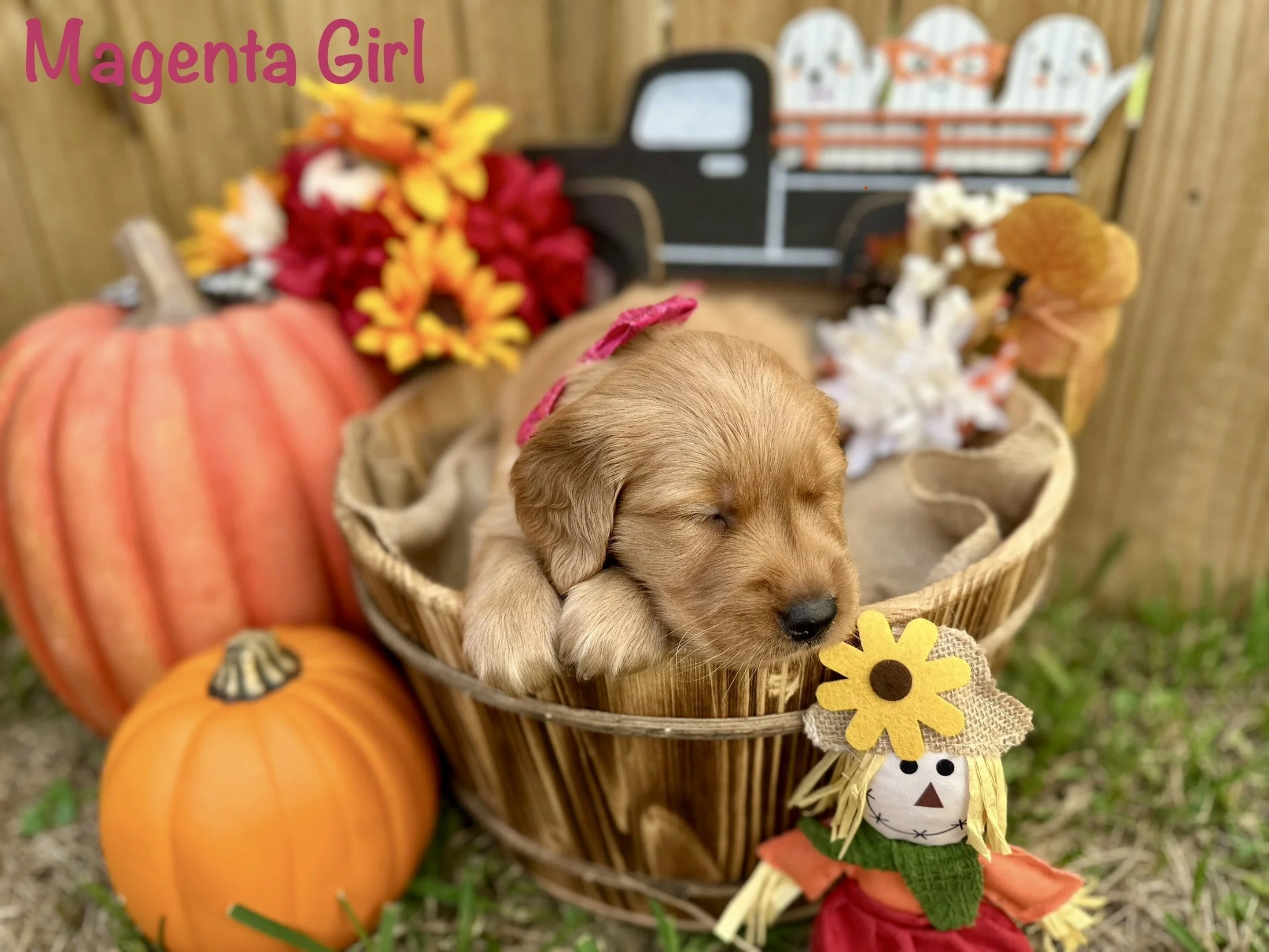 Magenta Girl Fall 2023