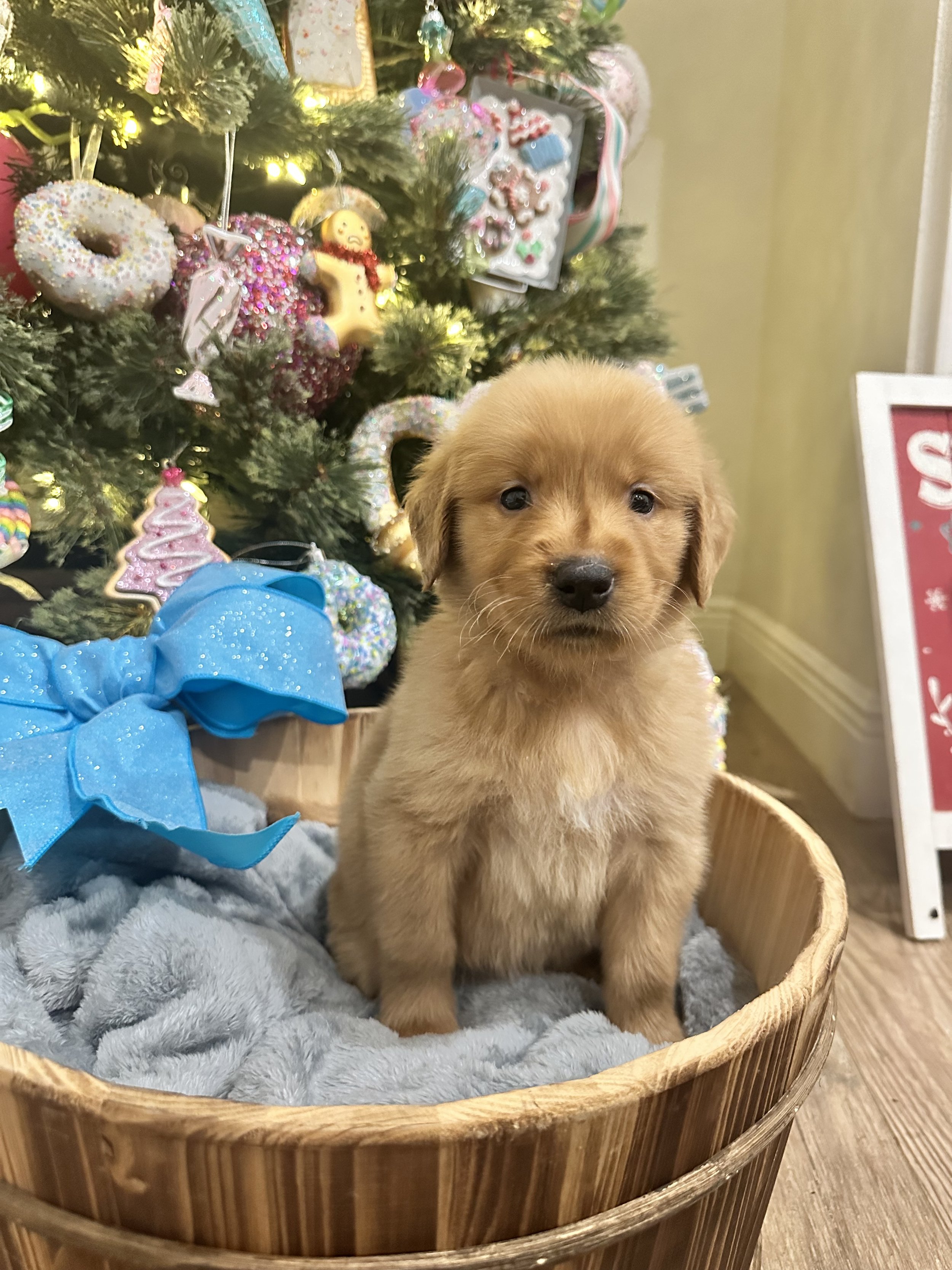 Orange Boy Fall 2024