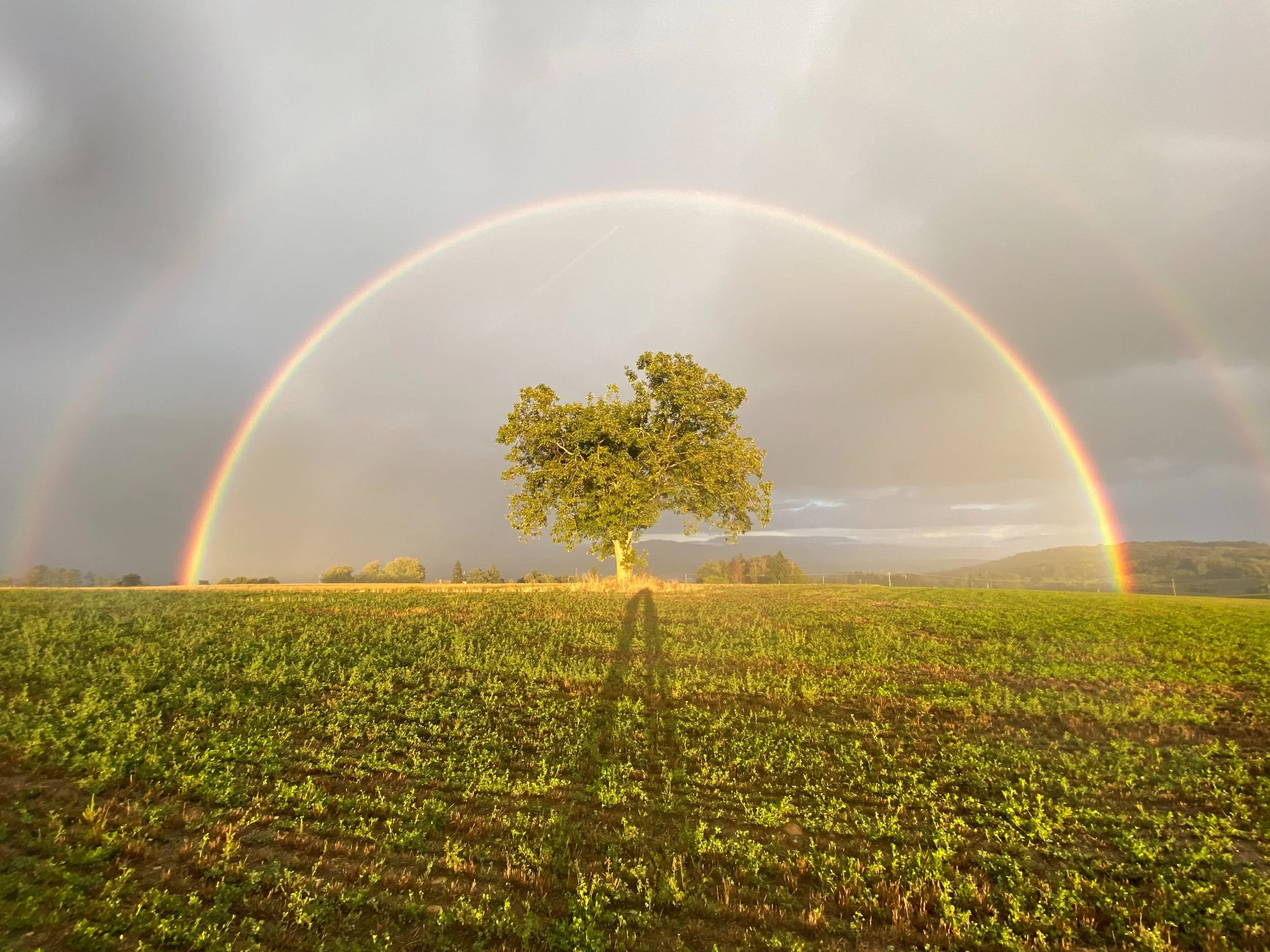 tree rainbow.jpg