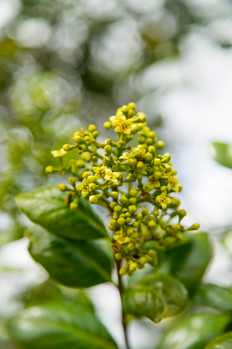 Lāʻau ʻAla: The Complete Guide to Hawaiian Sandalwood Species and Sustainable Cultivation