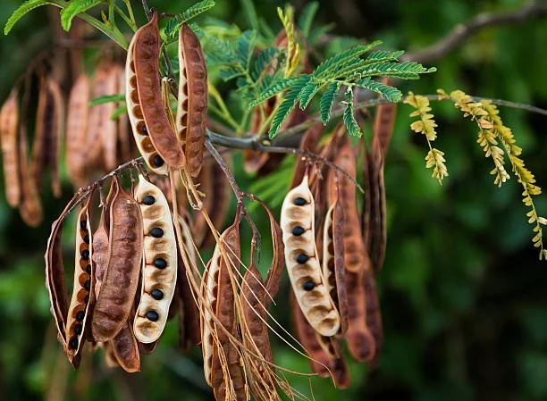 Hawaiian Natural Dyeing in Bay Area: Diaspora Guide | Kekoa — Kekoa ...